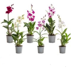 Дендробиум Санок Микс 1 ст