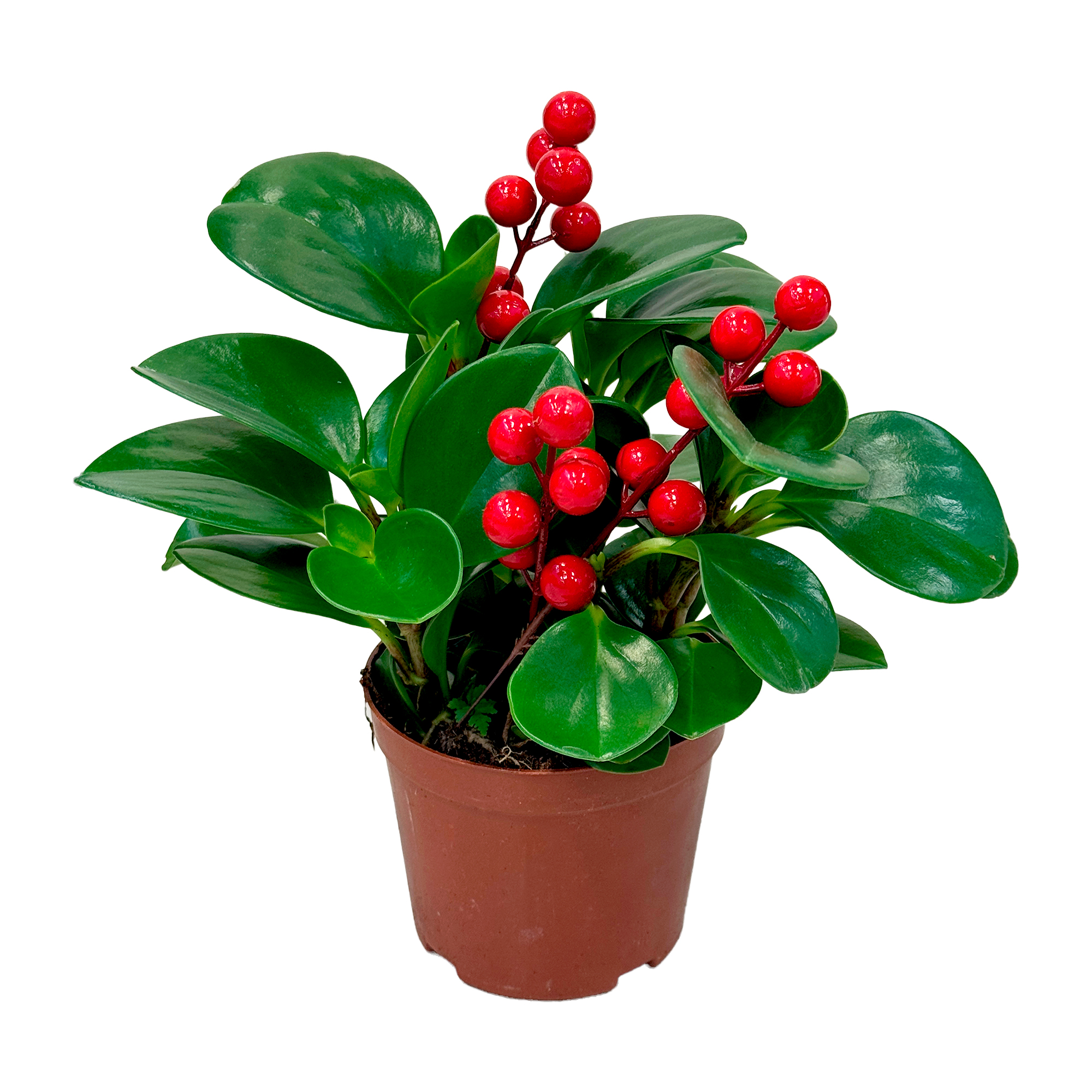 Пеперомия Обтусифолия с искуственными ягодами