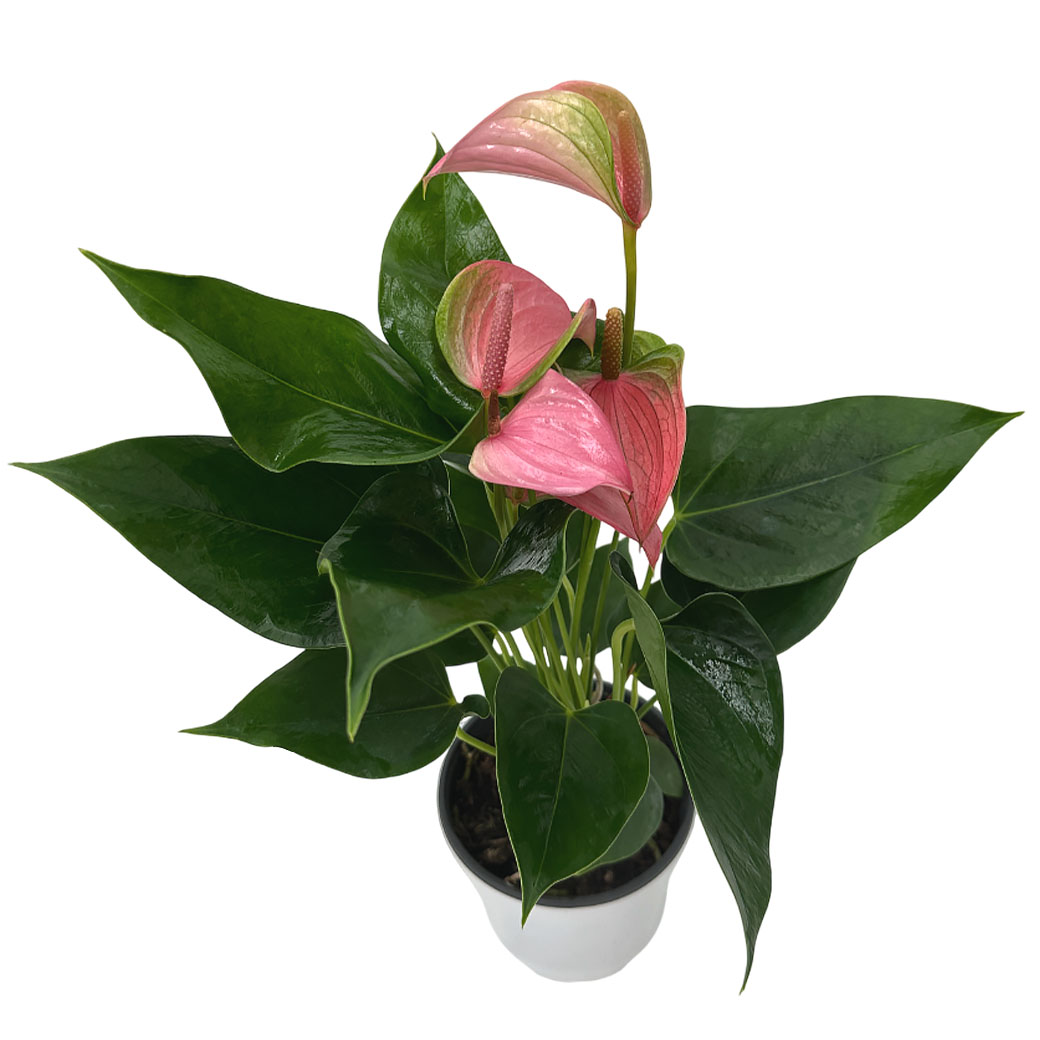 Антуриум андрианум Ред Фейс Джули