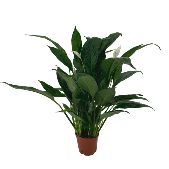 Спатифиллум Файн Вайн