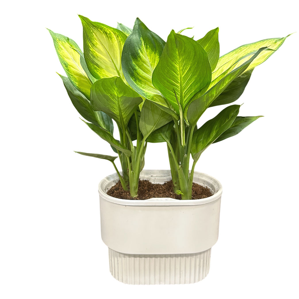 Диффенбахия Марианна