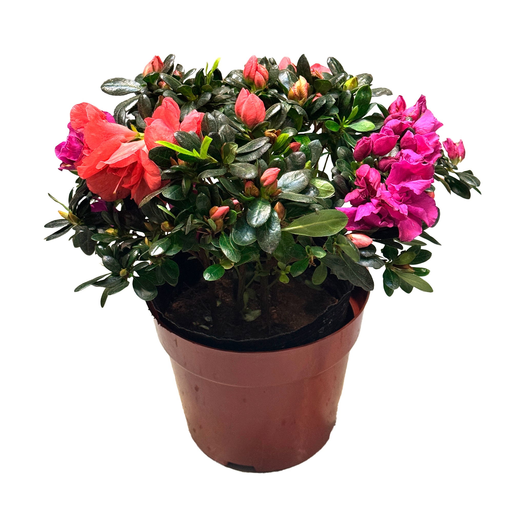 Азалия индика Розовый штамбовая