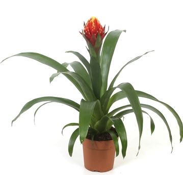 Гузмания Торч