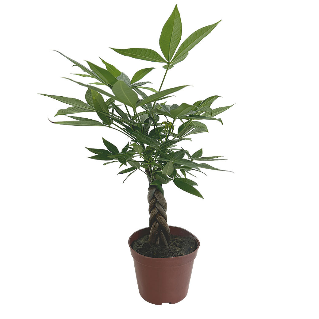 Пахира Акватика переплетенная