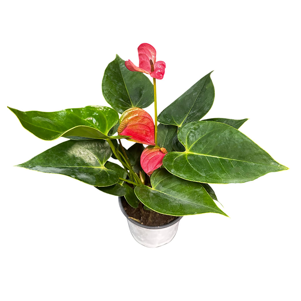 Антуриум андрианум Пинк Краун