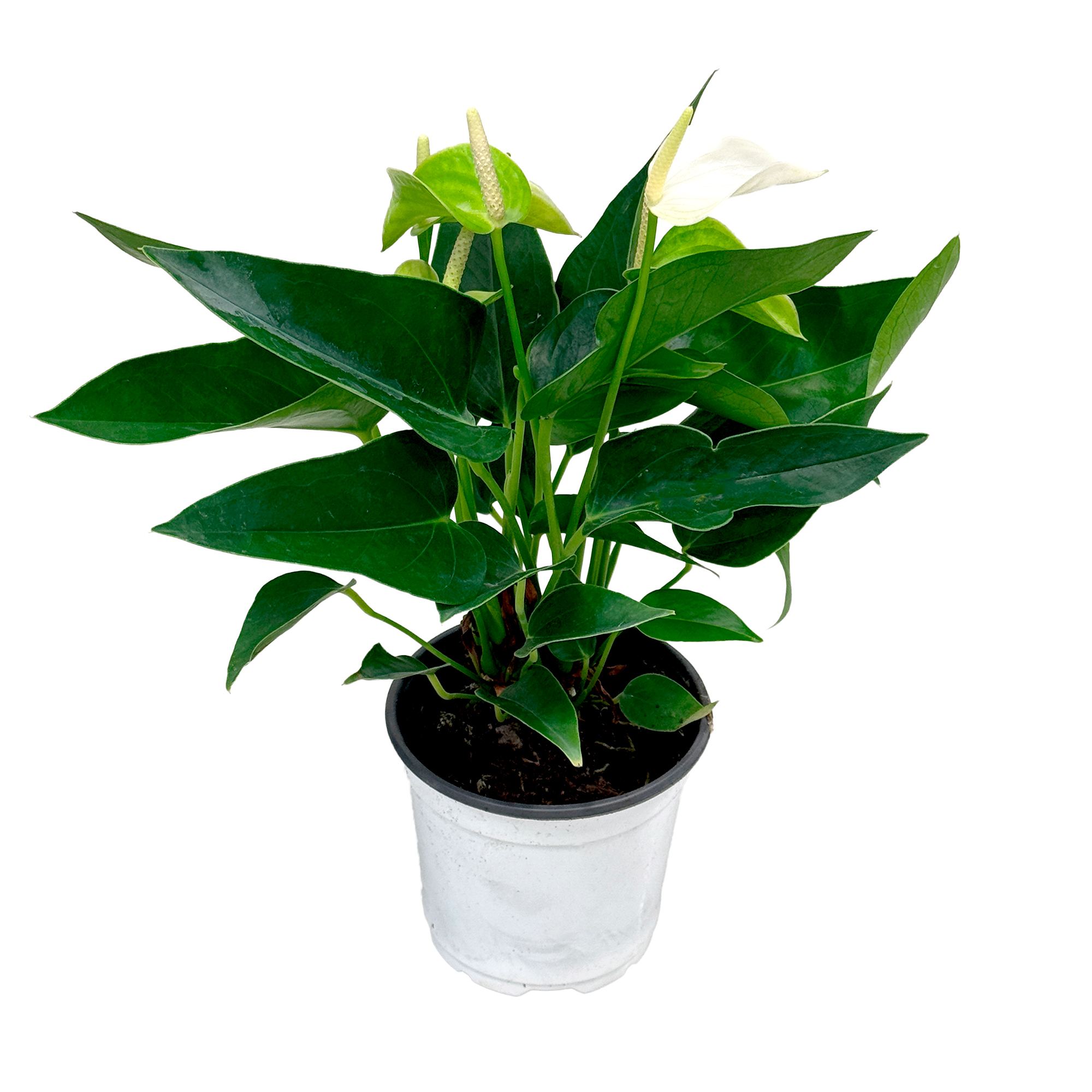 Антуриум андрианум Эклипс