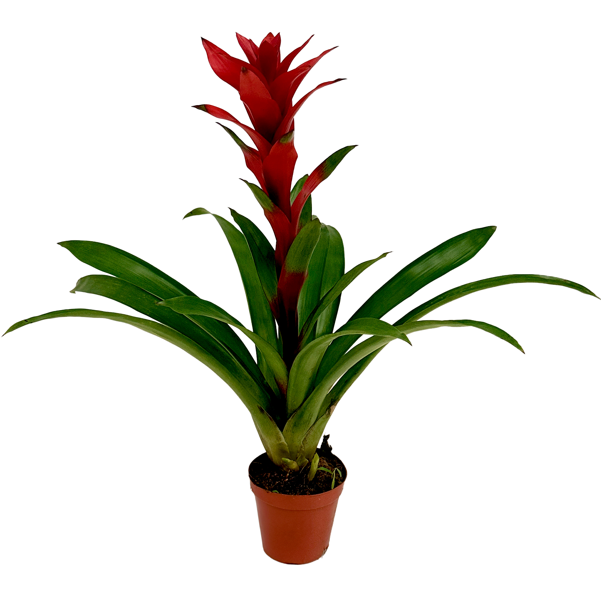 Гузмания Нью Ред Стар