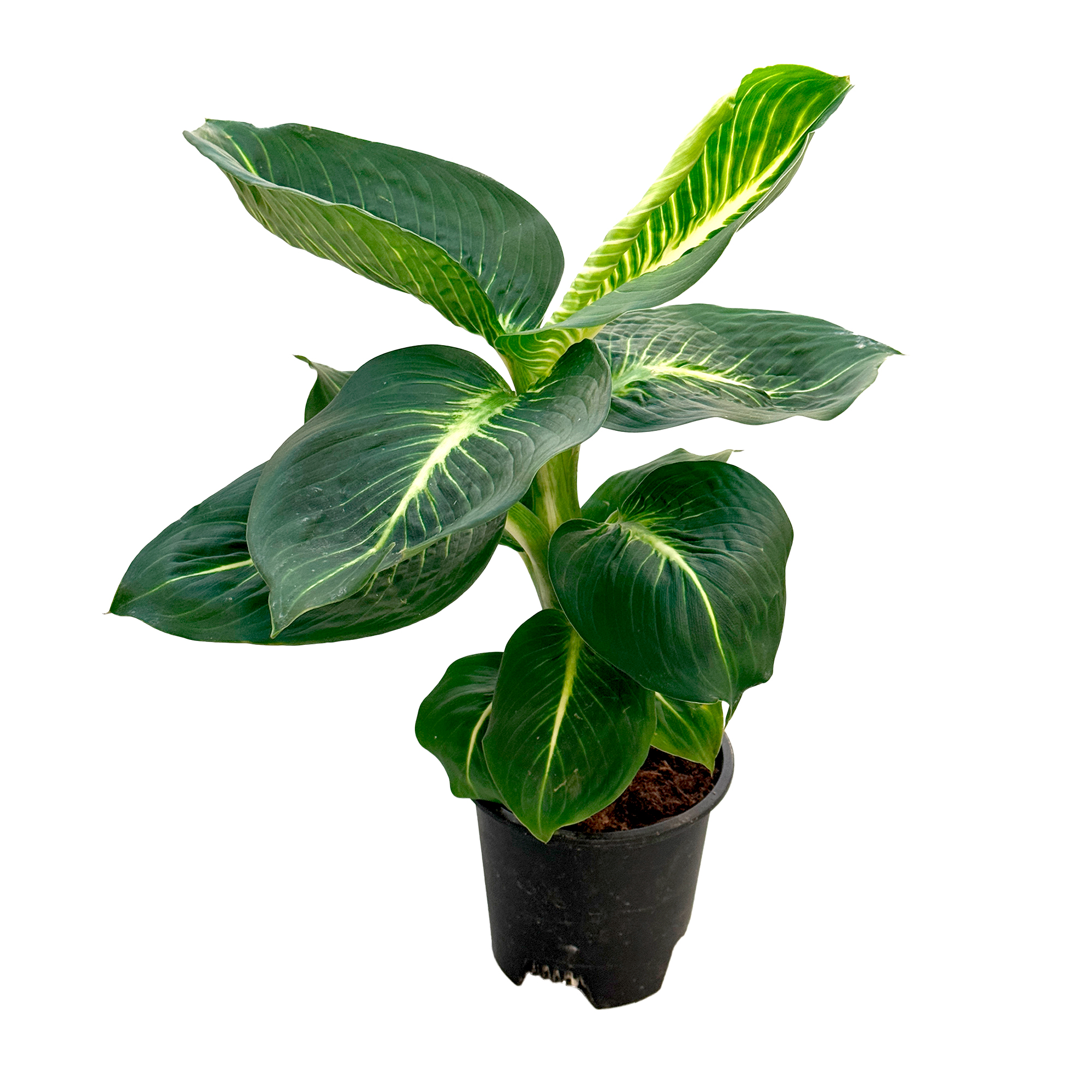 Диффенбахия Амоена