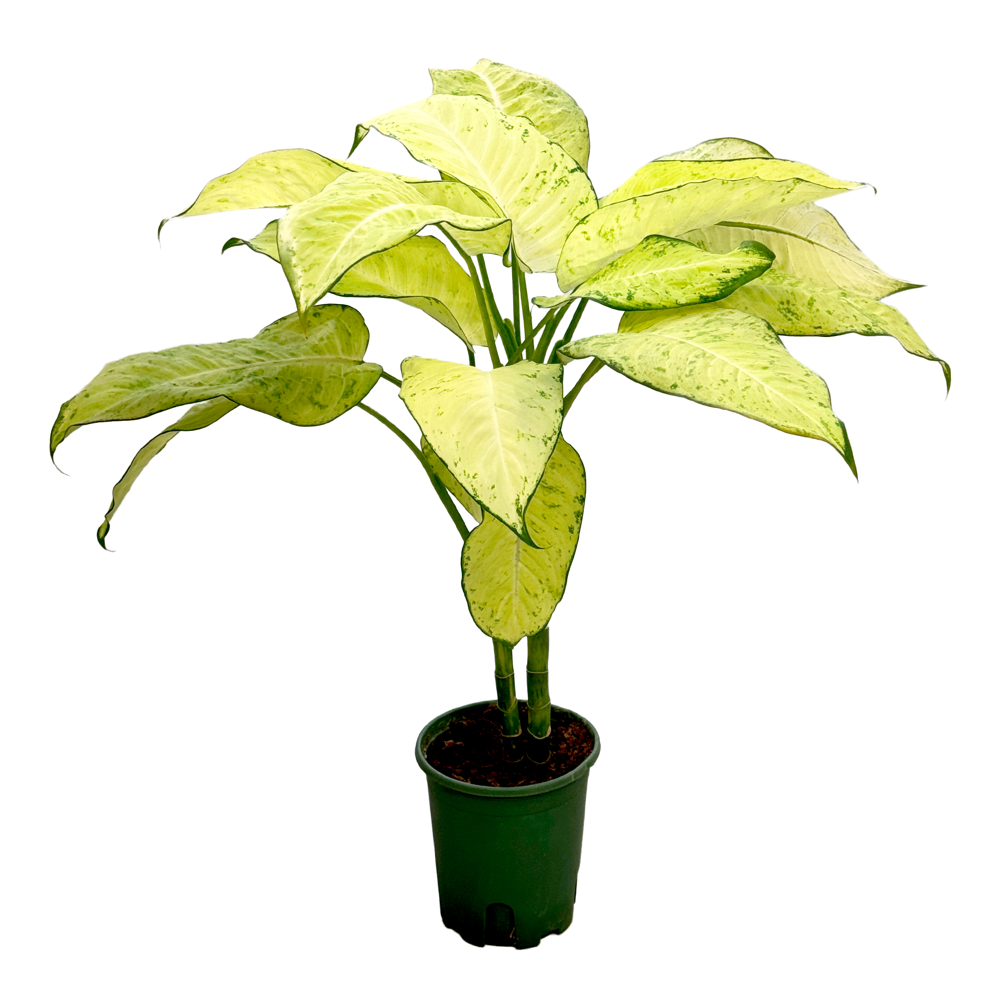 Диффенбахия Вайт Принцесс