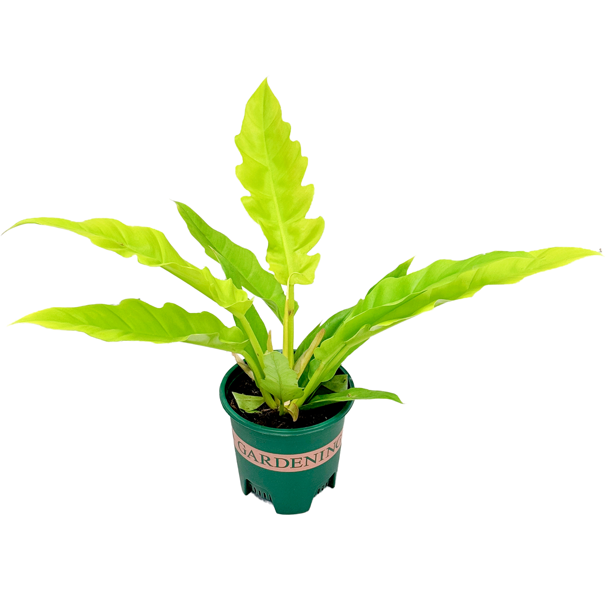 Филодендрон Голд Фаер