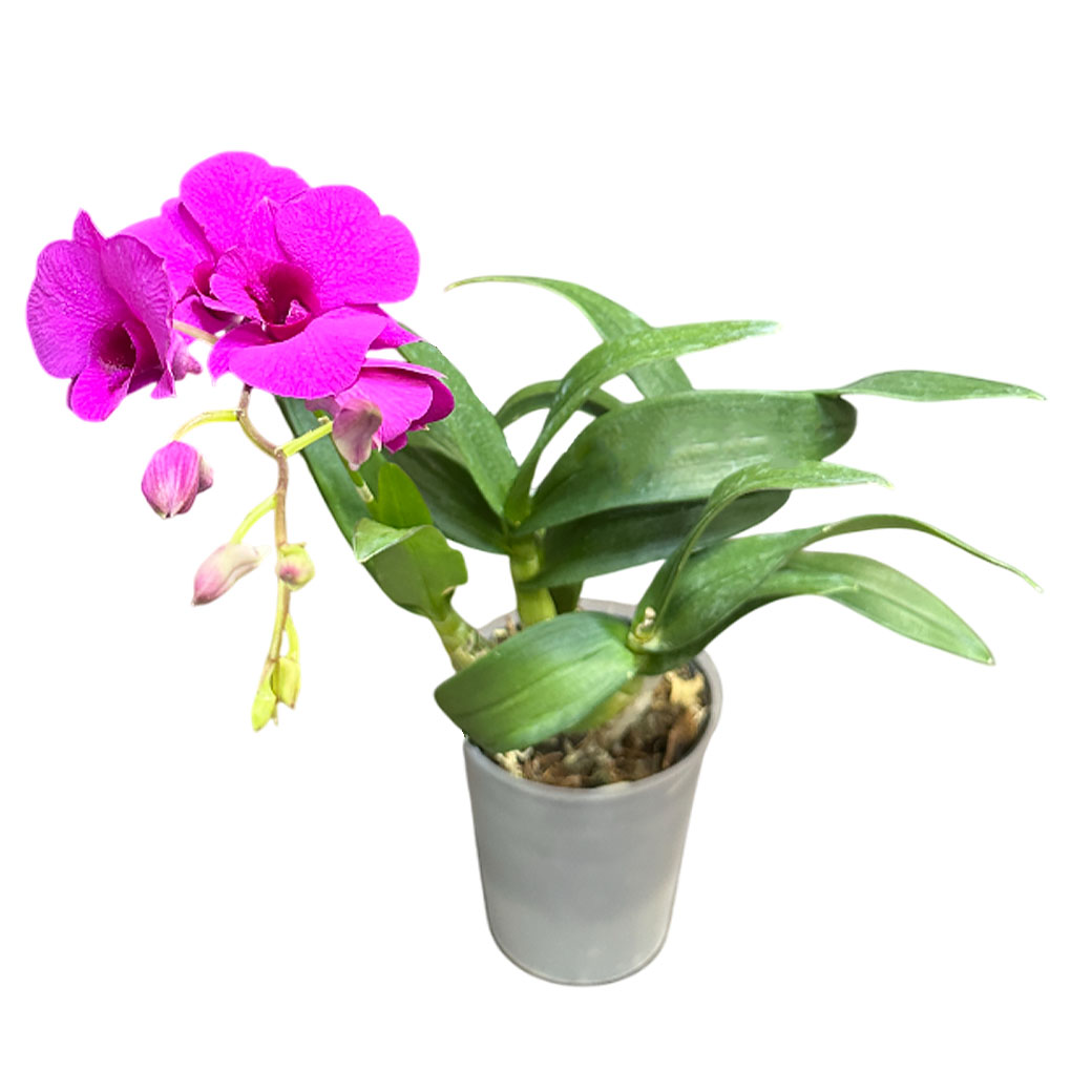 Дендробиум Санок 1 ст пурпурный