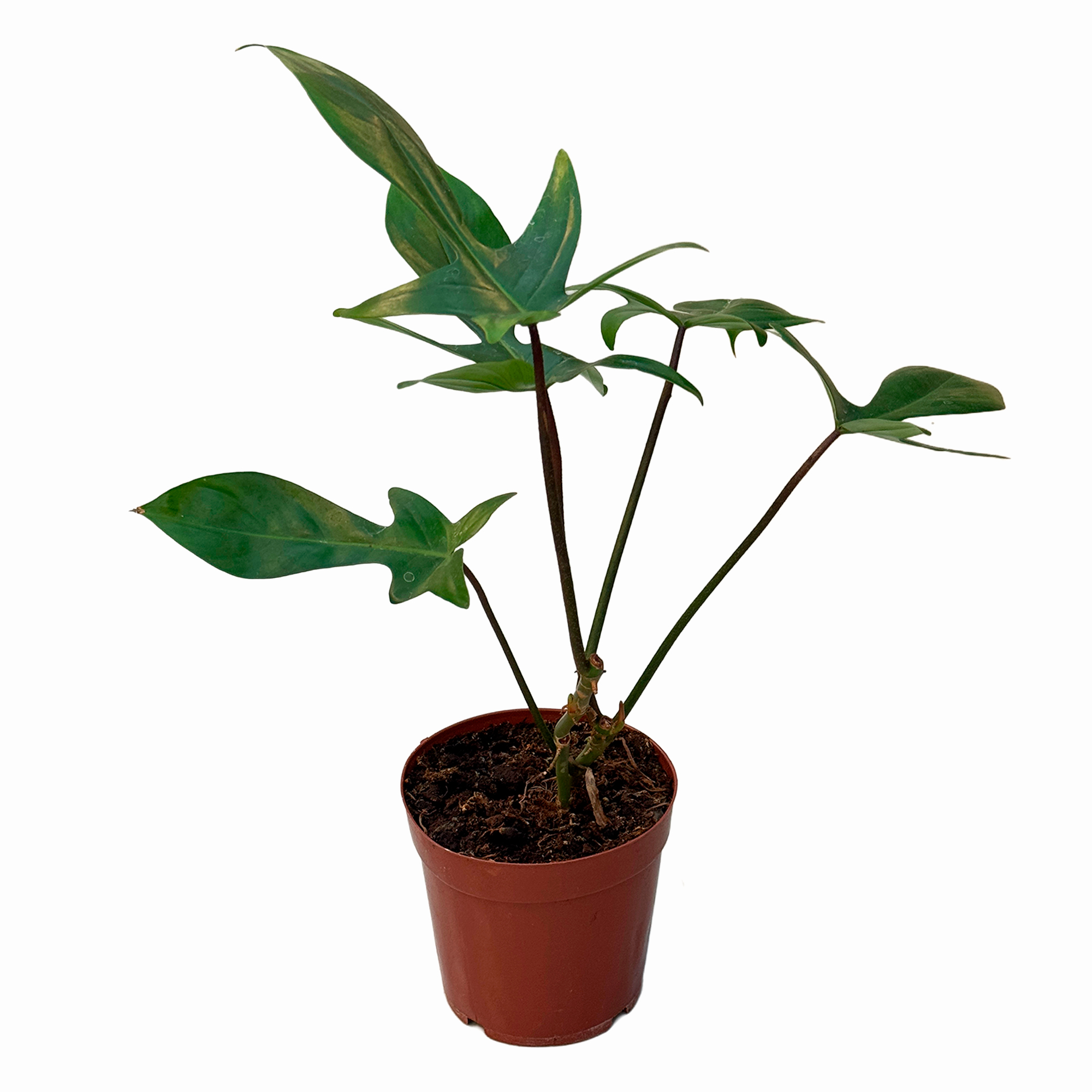 Филодендрон стоповидный