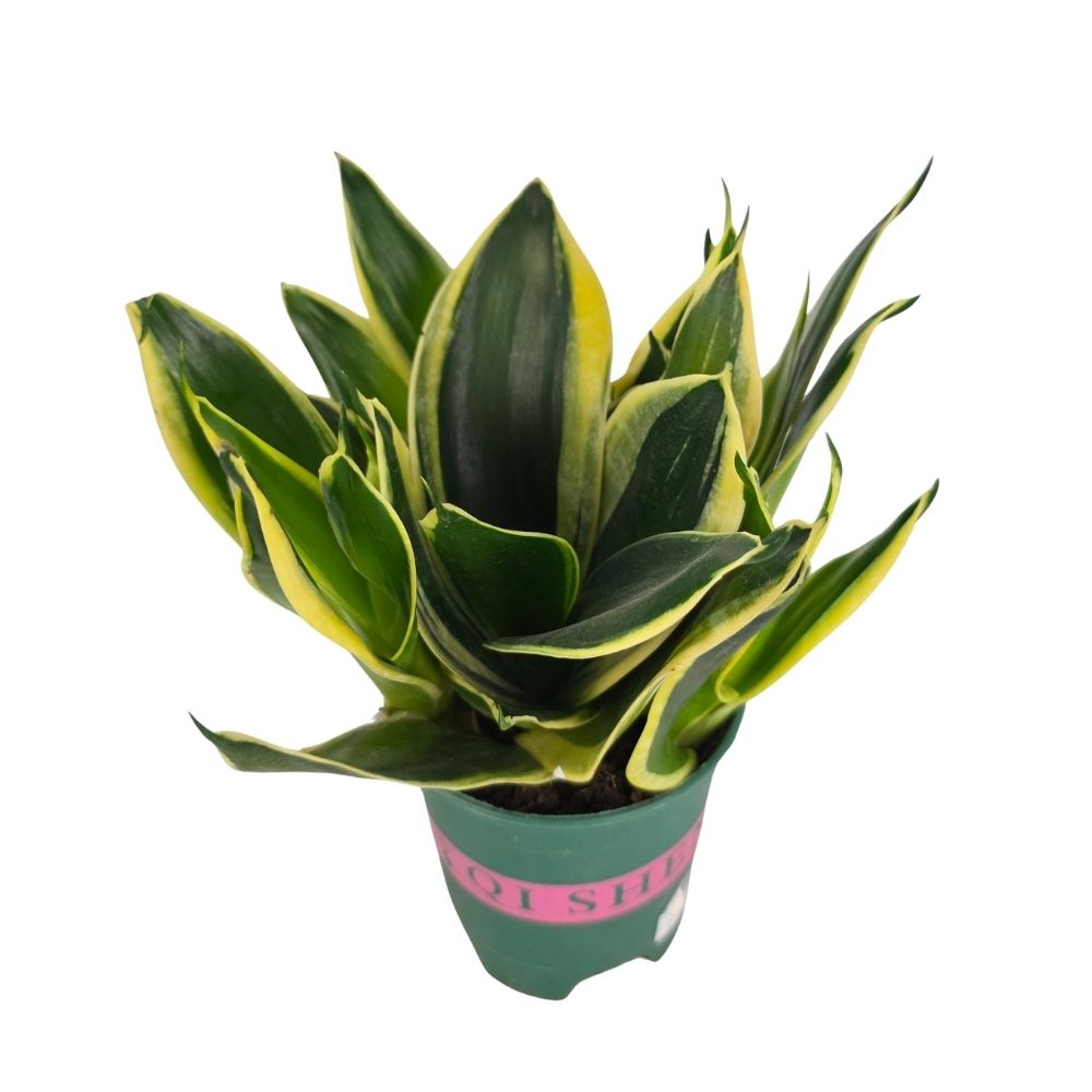 Сансевиерия Хании микс