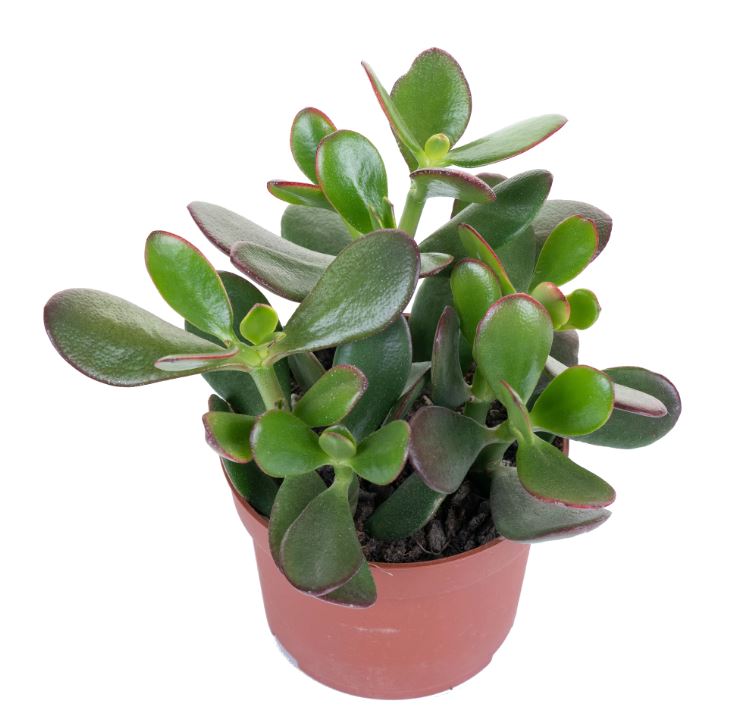 Крассула овата