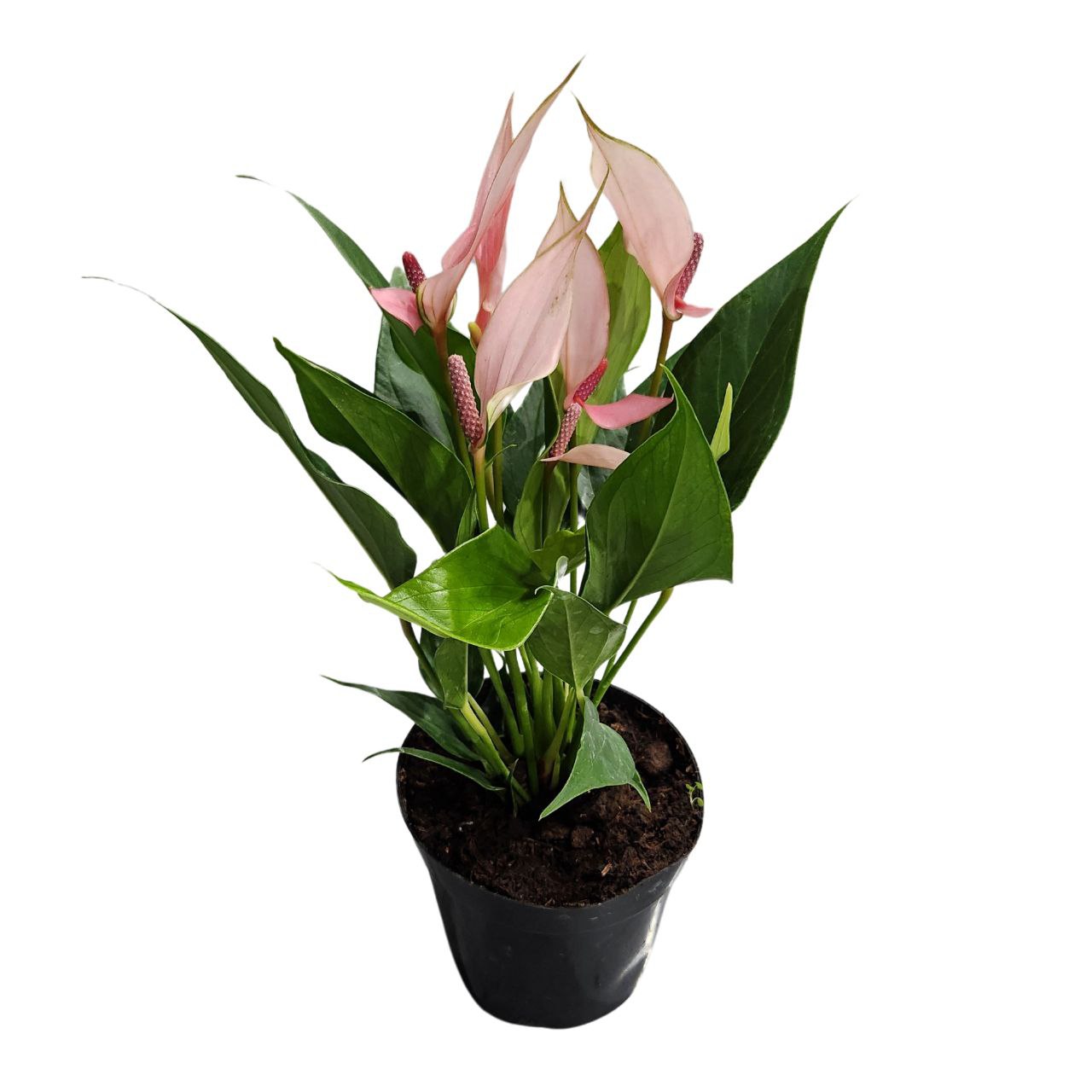 Антуриум андрианум Лилли