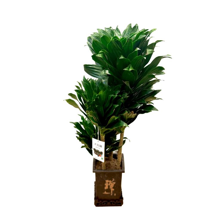 Драцена фрагранс Компакта