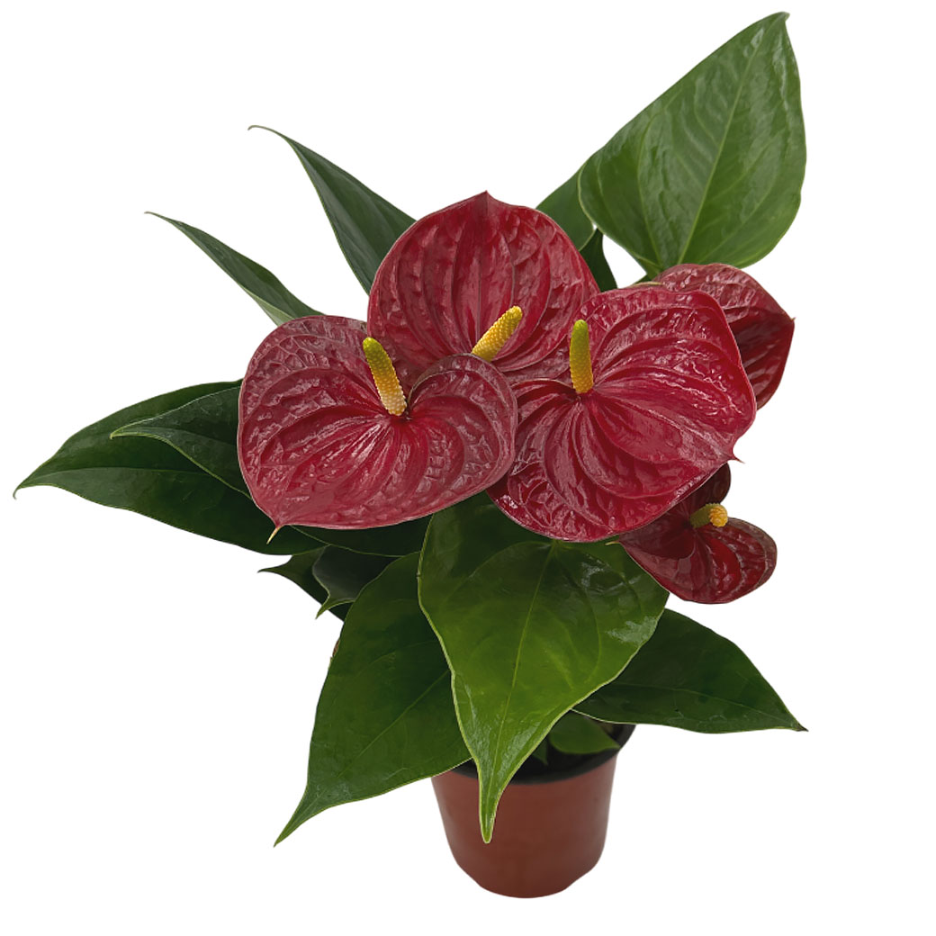 Антуриум андрианум Саксес Ред 3 ст