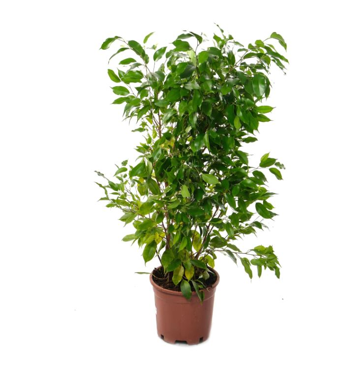 Фикус бенжамина Наташа