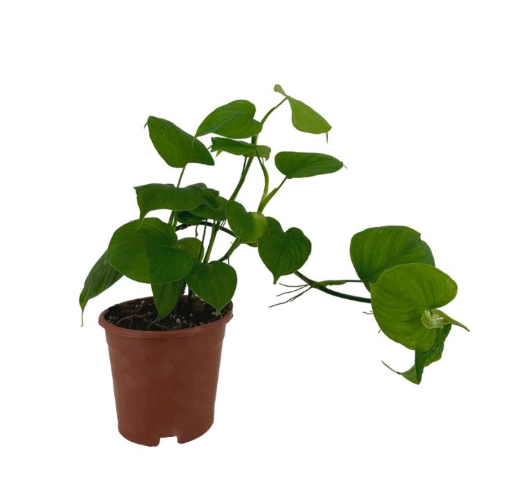 Филодендрон Перу