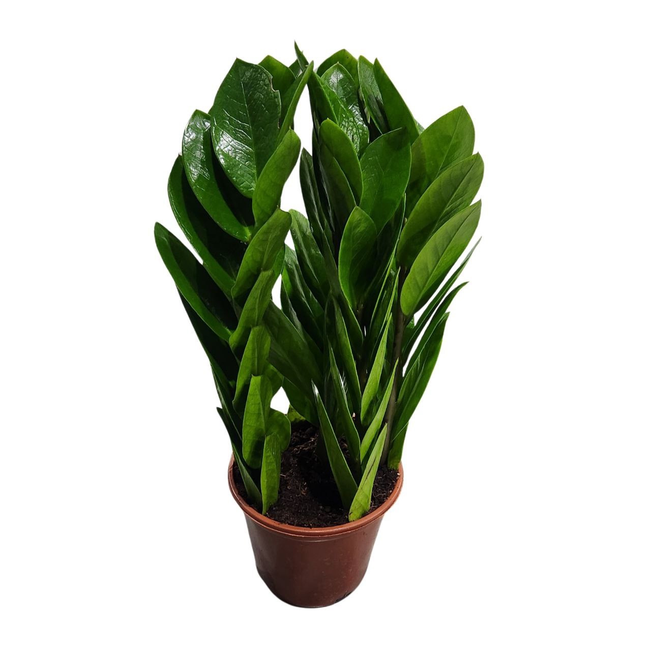 Замиокулкас пирамида