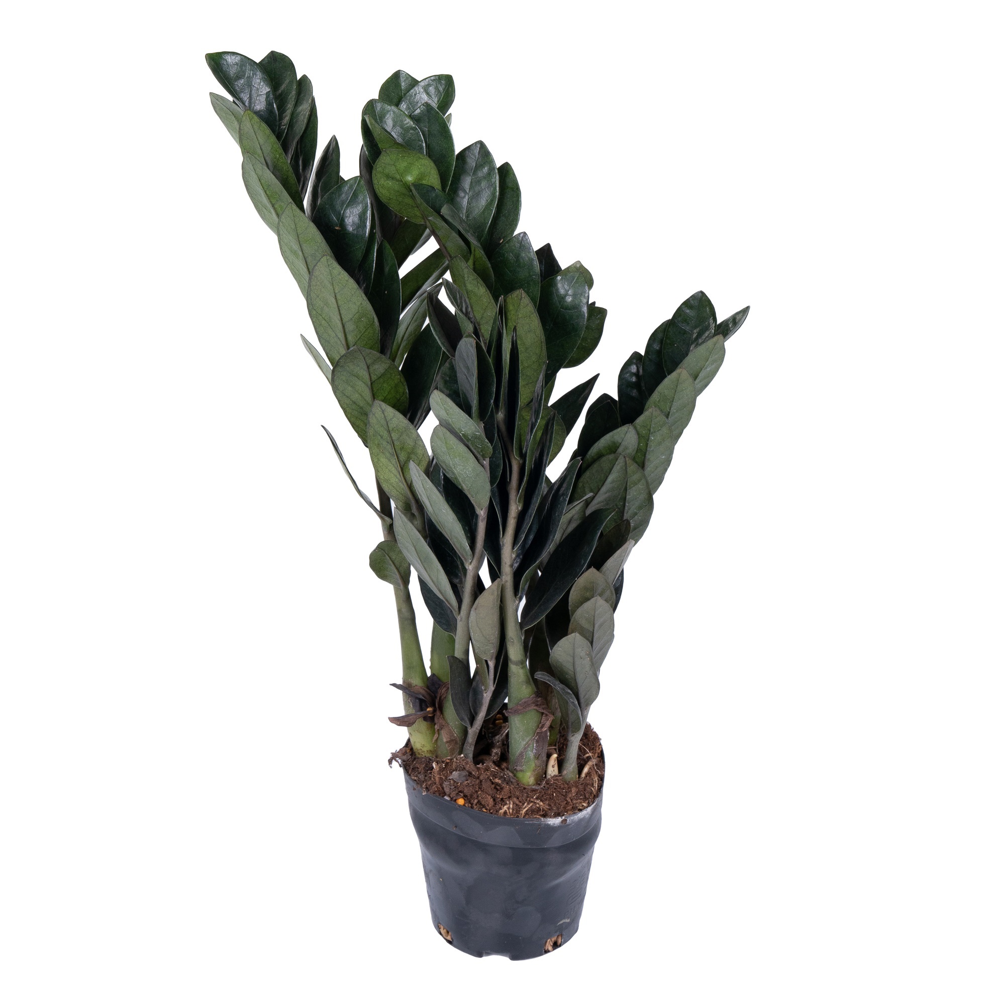 Замиокулкас Равен