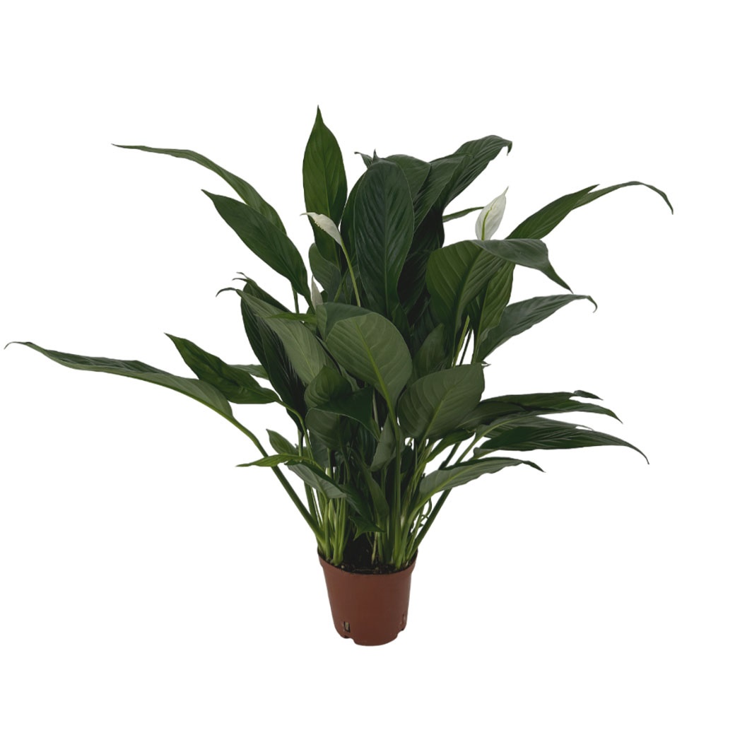 Спатифиллум Файн Вайн