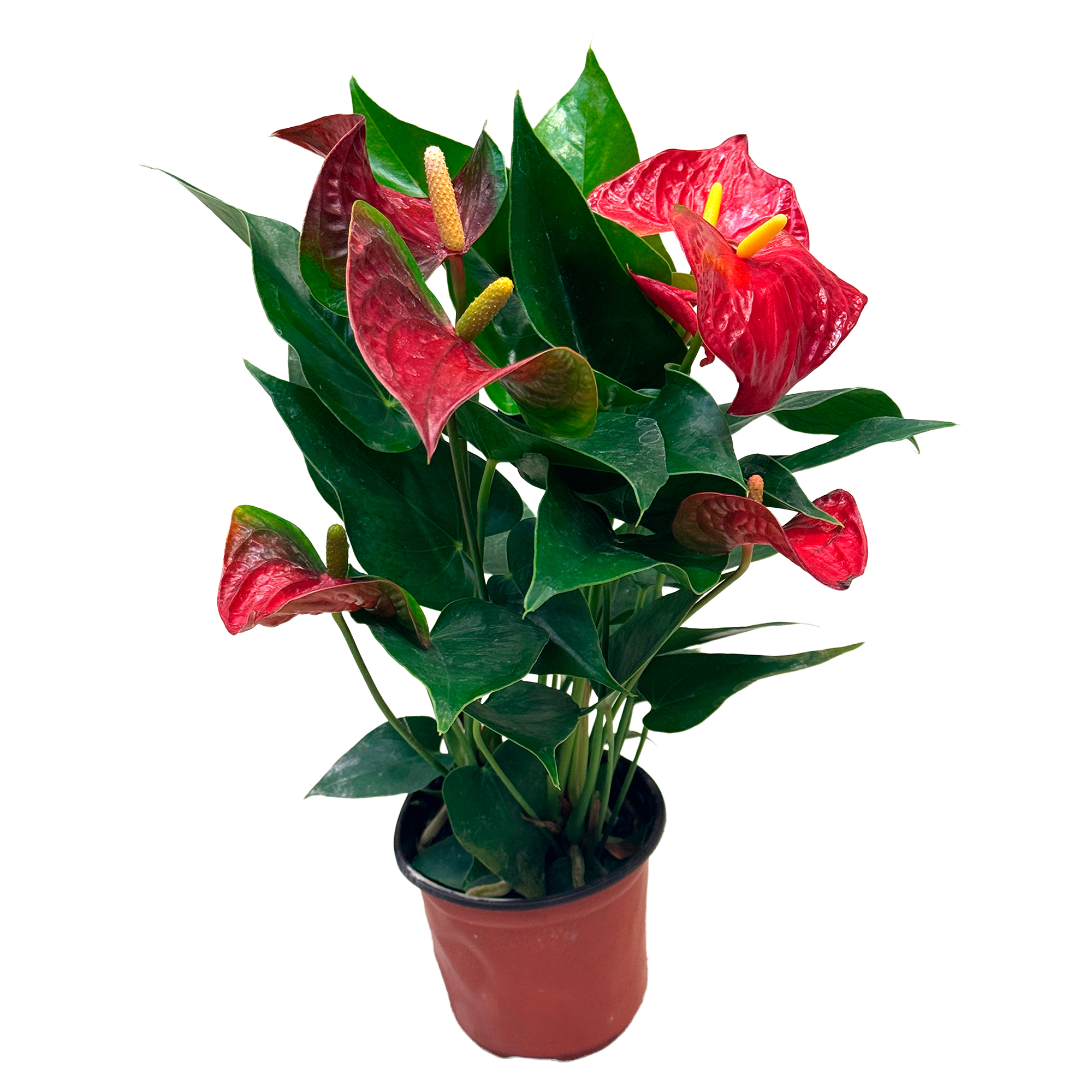 Антуриум андрианум Ред Спот