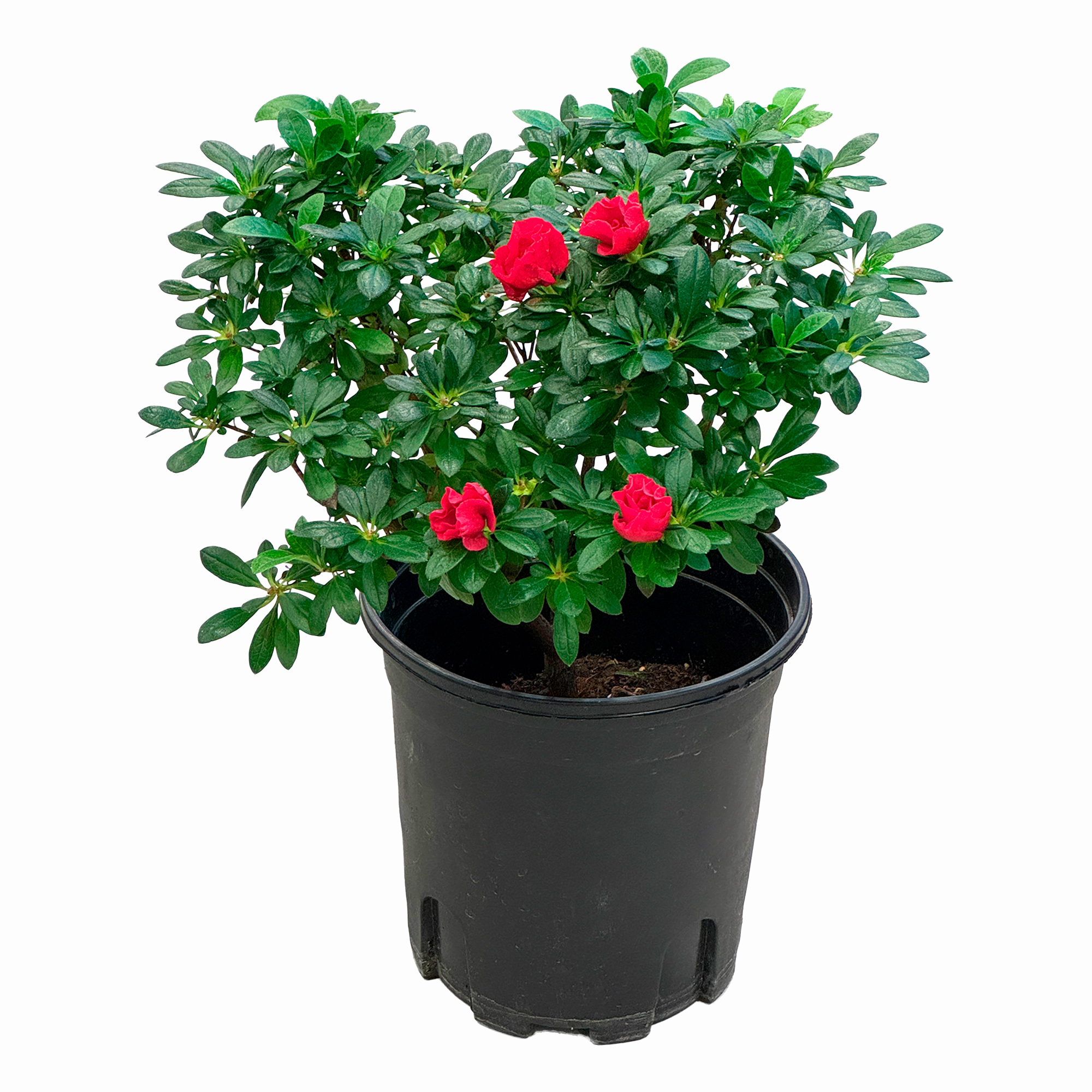 Азалия индика красная