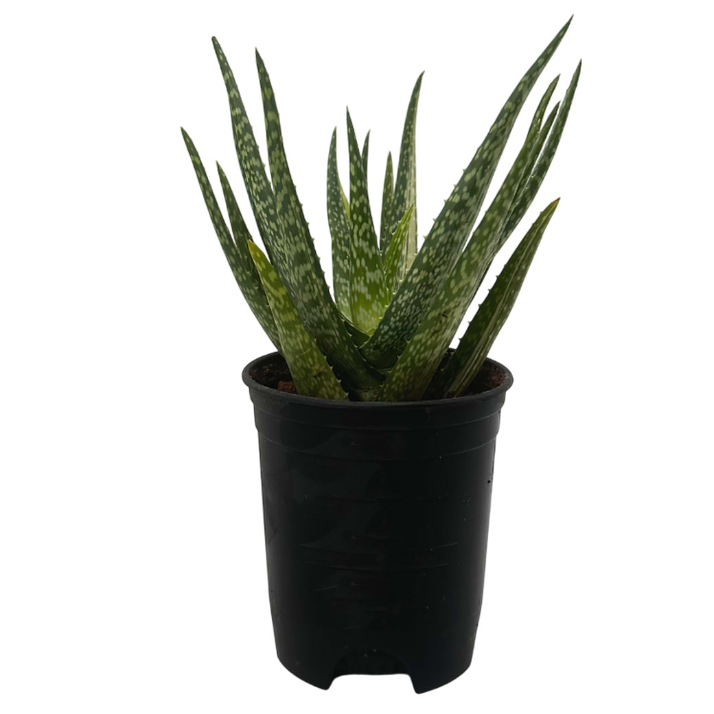 Алоэ Брокада