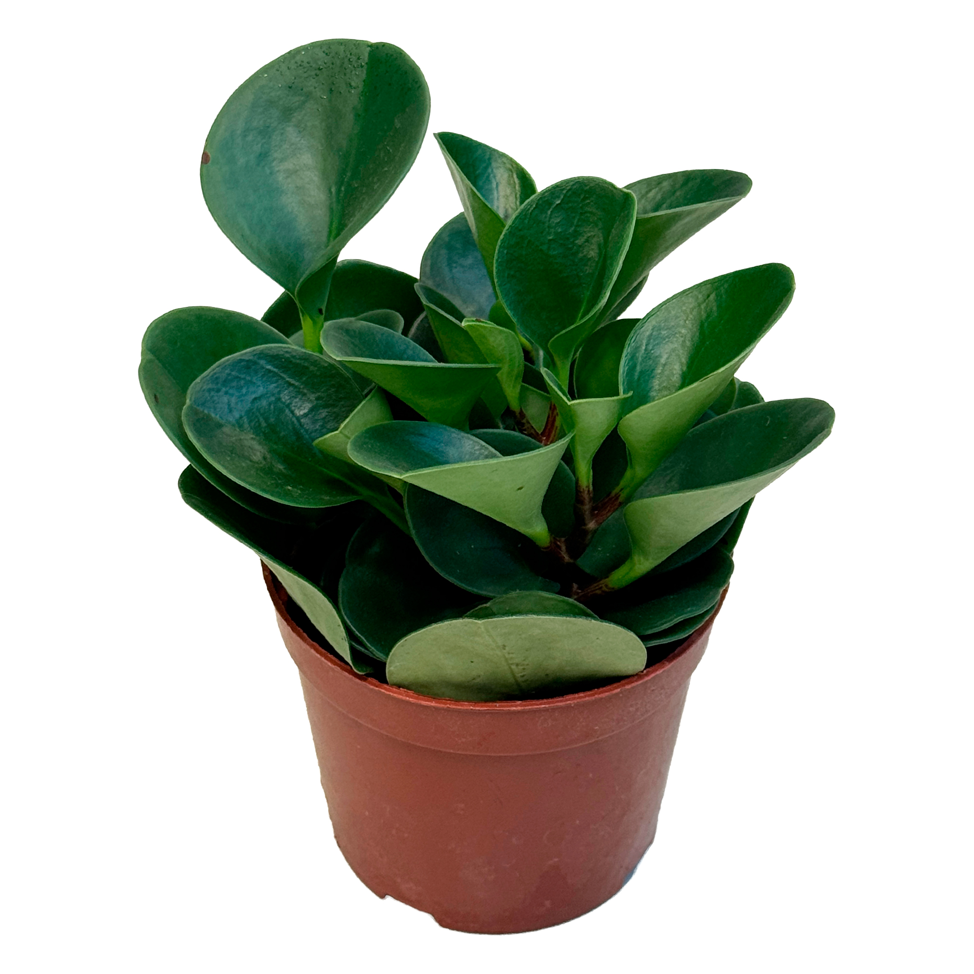 Пеперомия Обтусифолия