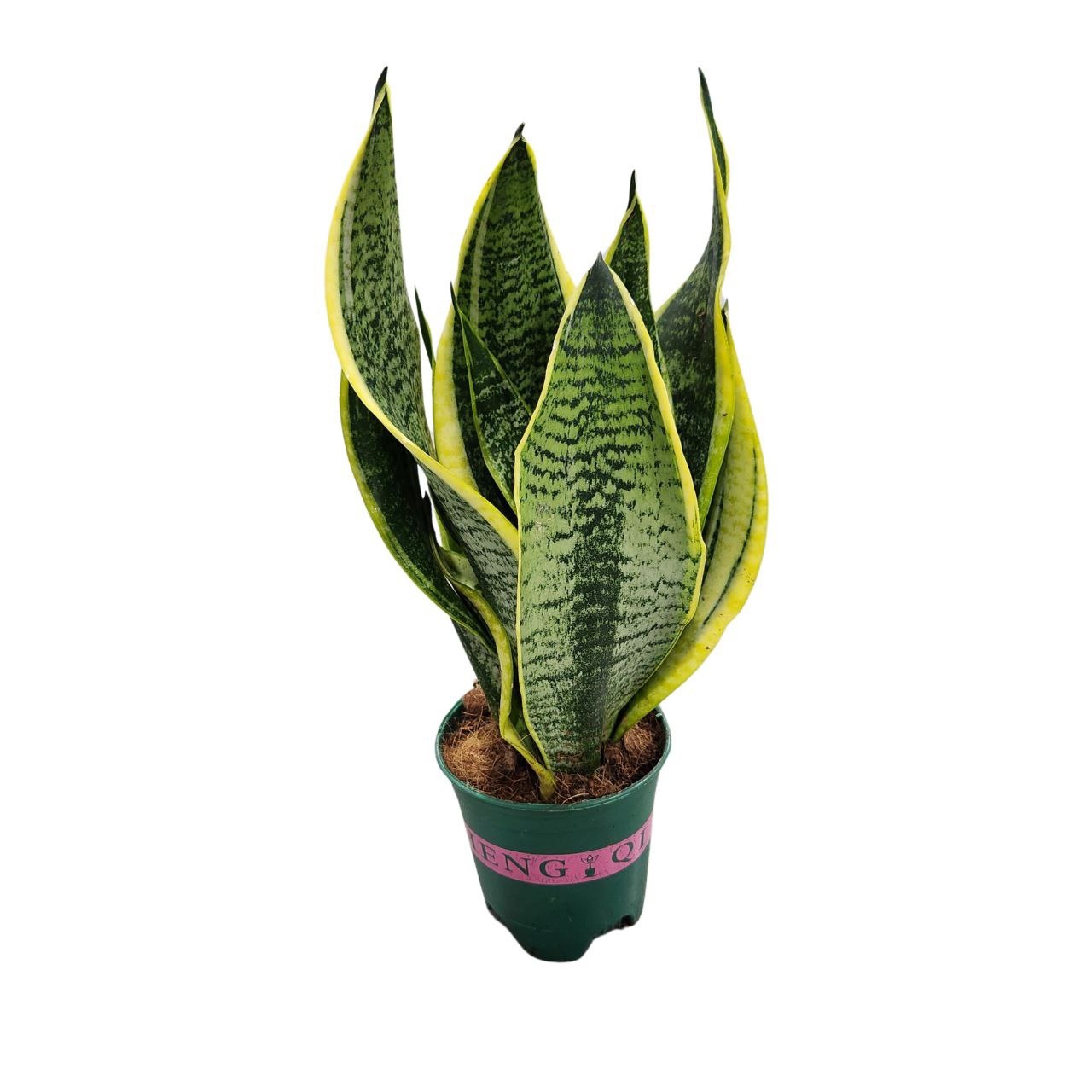 Сансевиерия Футура Суперба