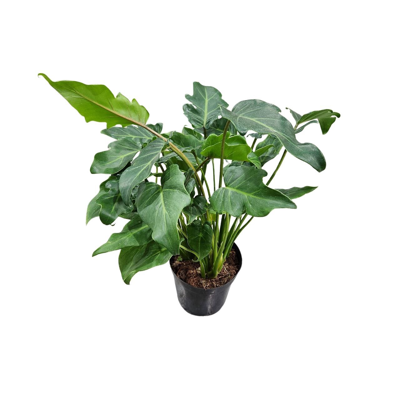 Филодендрон Хоуп