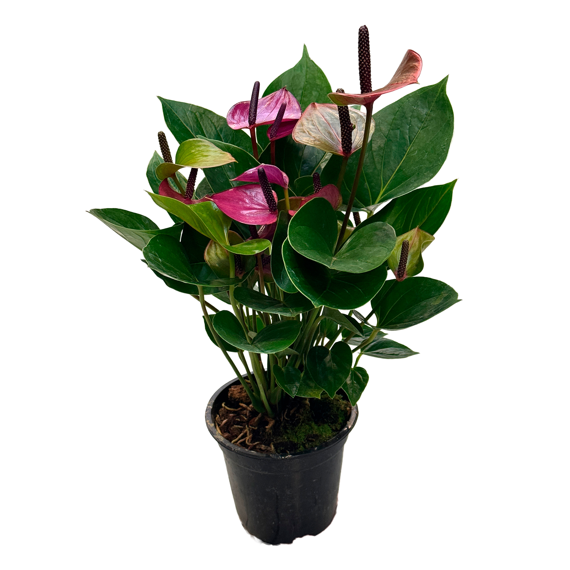 Антуриум андрианум Вайлет Лав