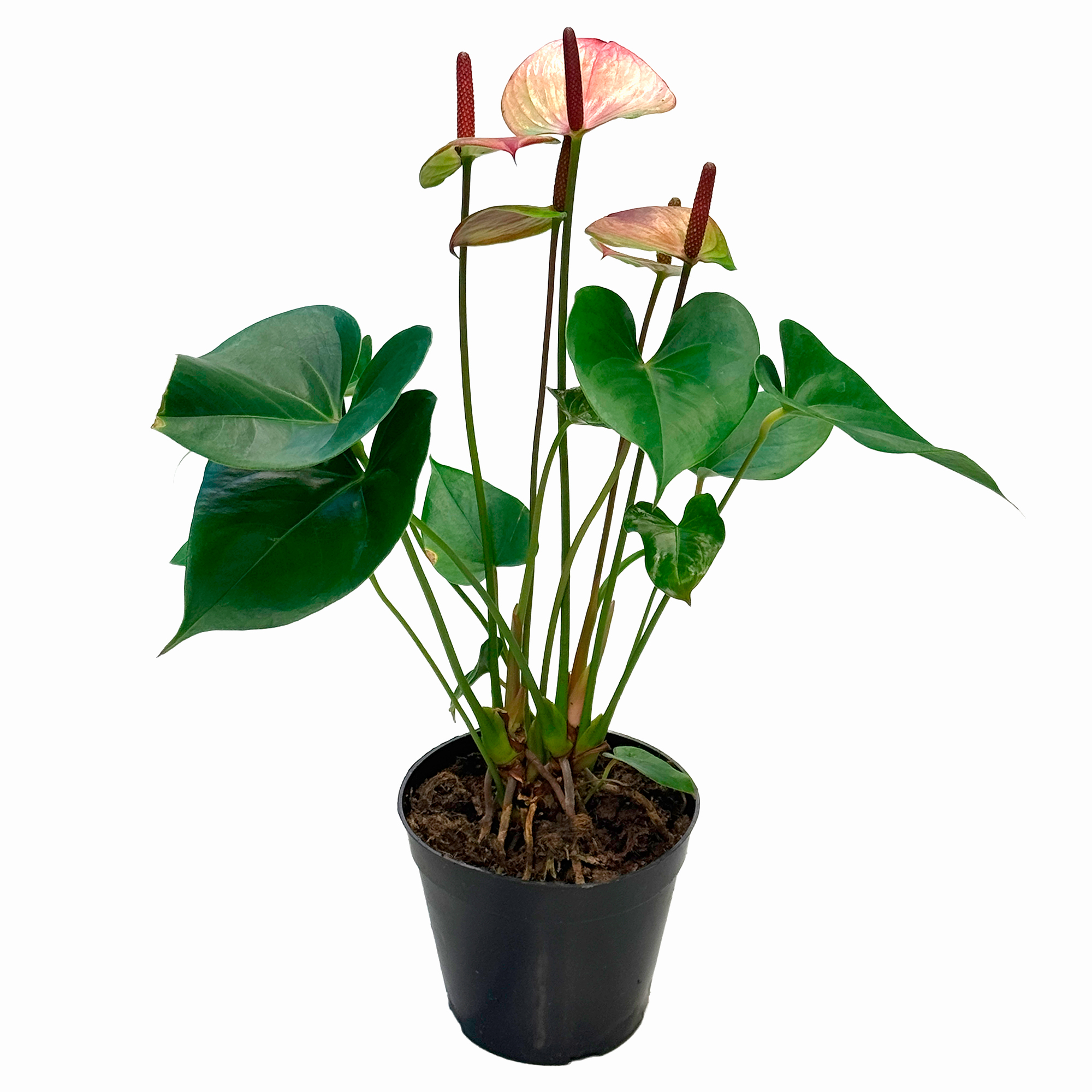 Антуриум андрианум Ред Липстик