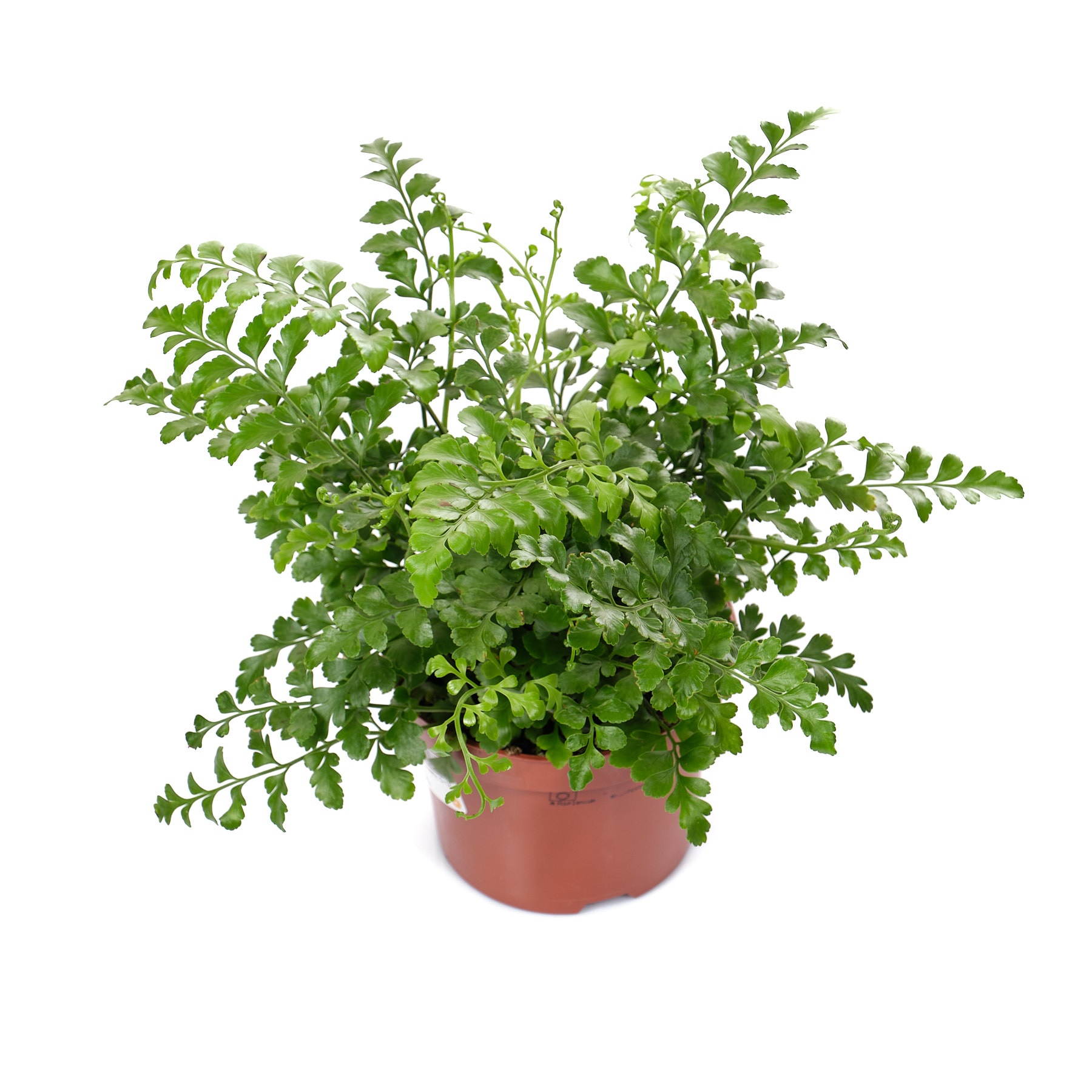 Асплениум Парвати