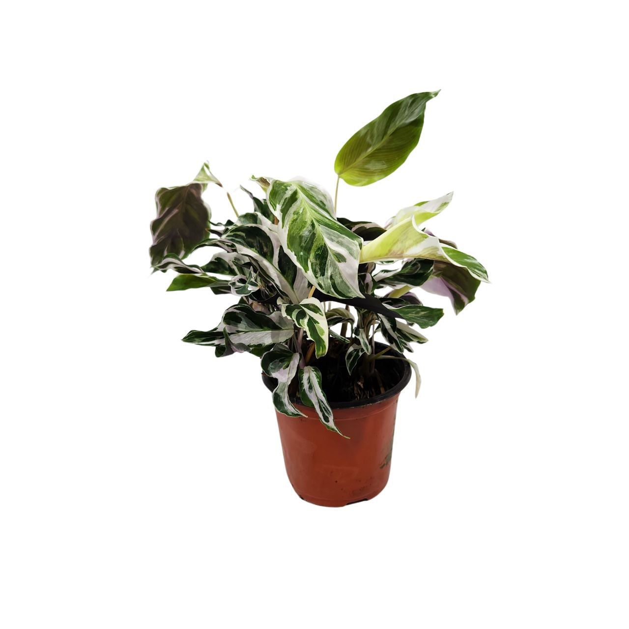 Калатея Фьюжн Вайт