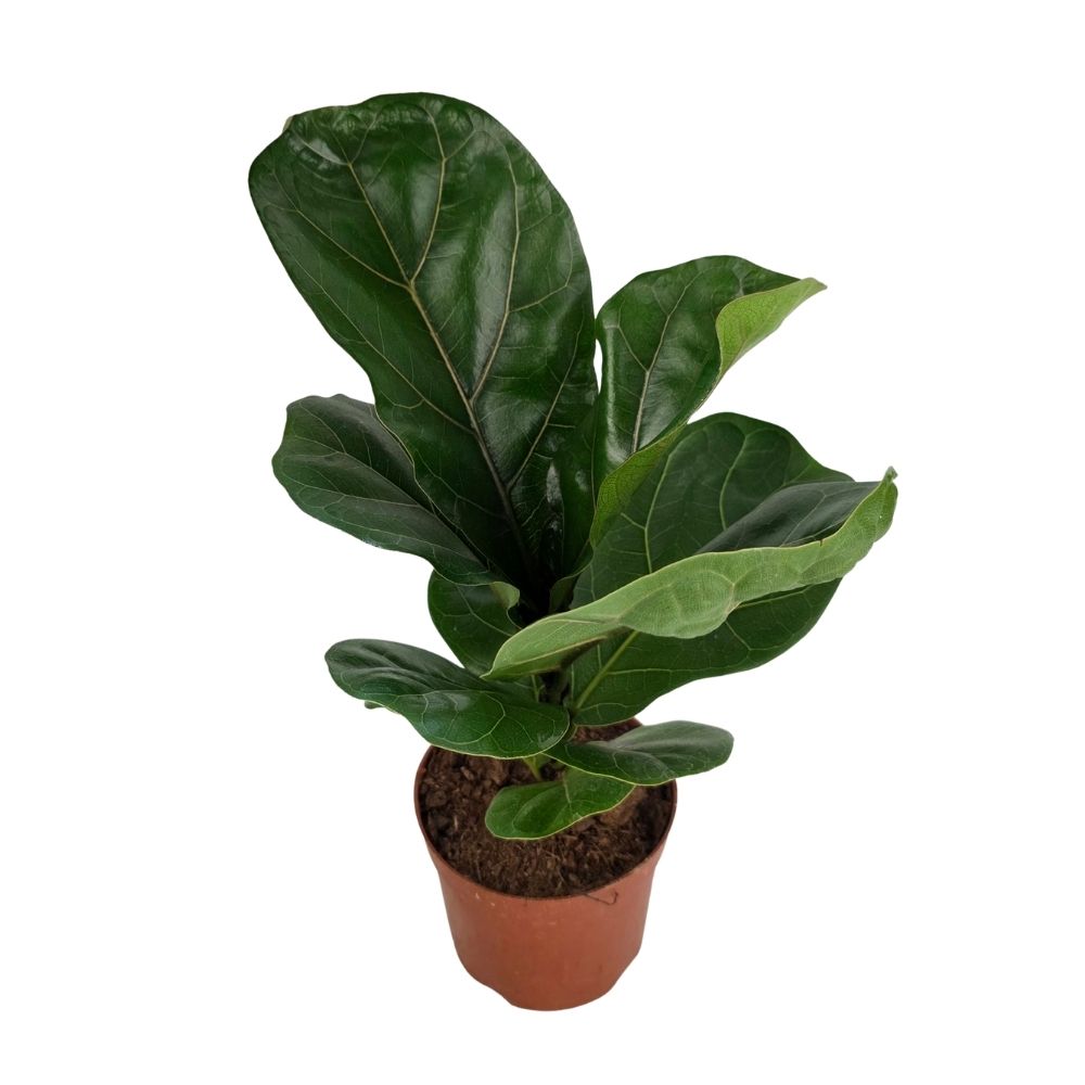 Фикус лирата Бамбино