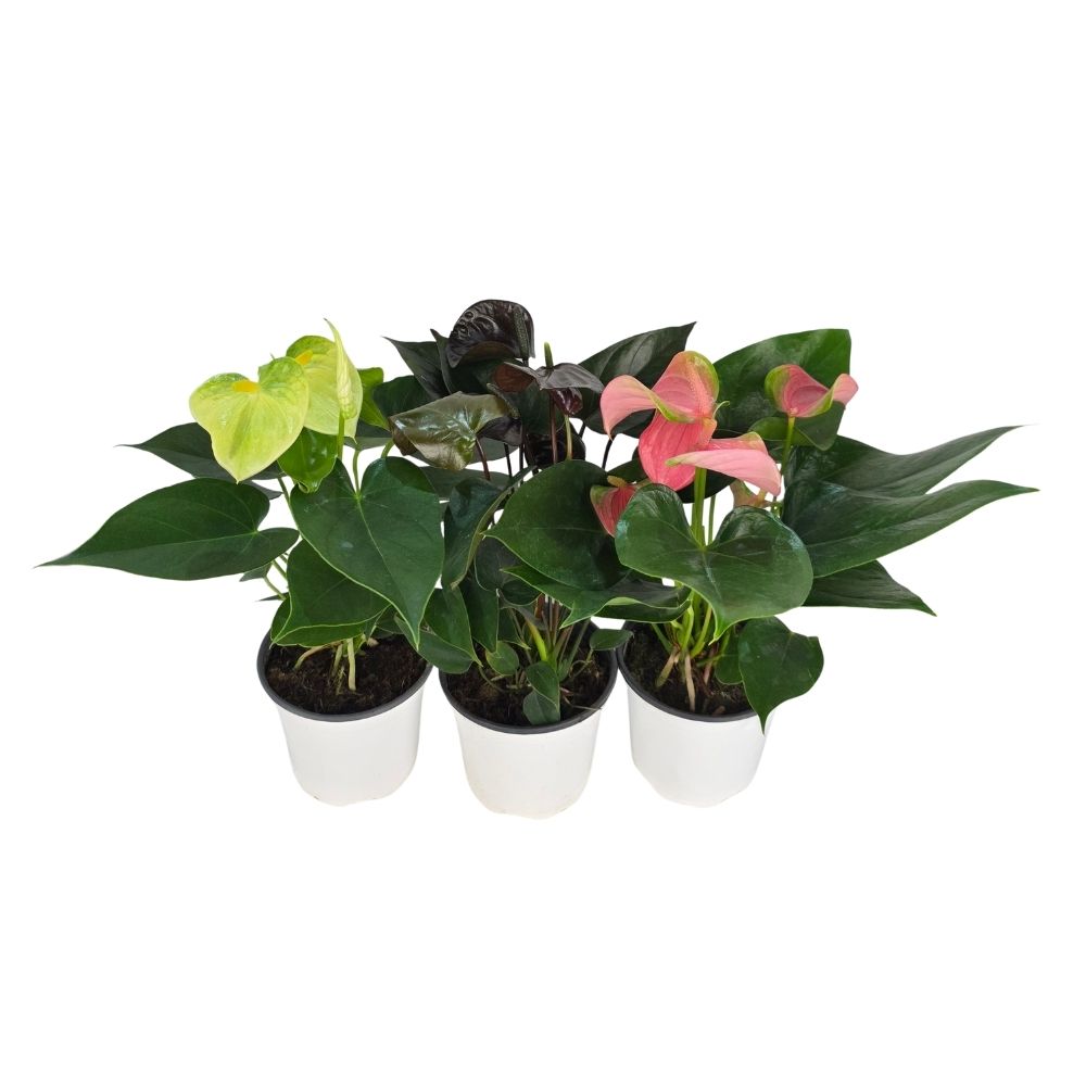 Антуриум андрианум Микс