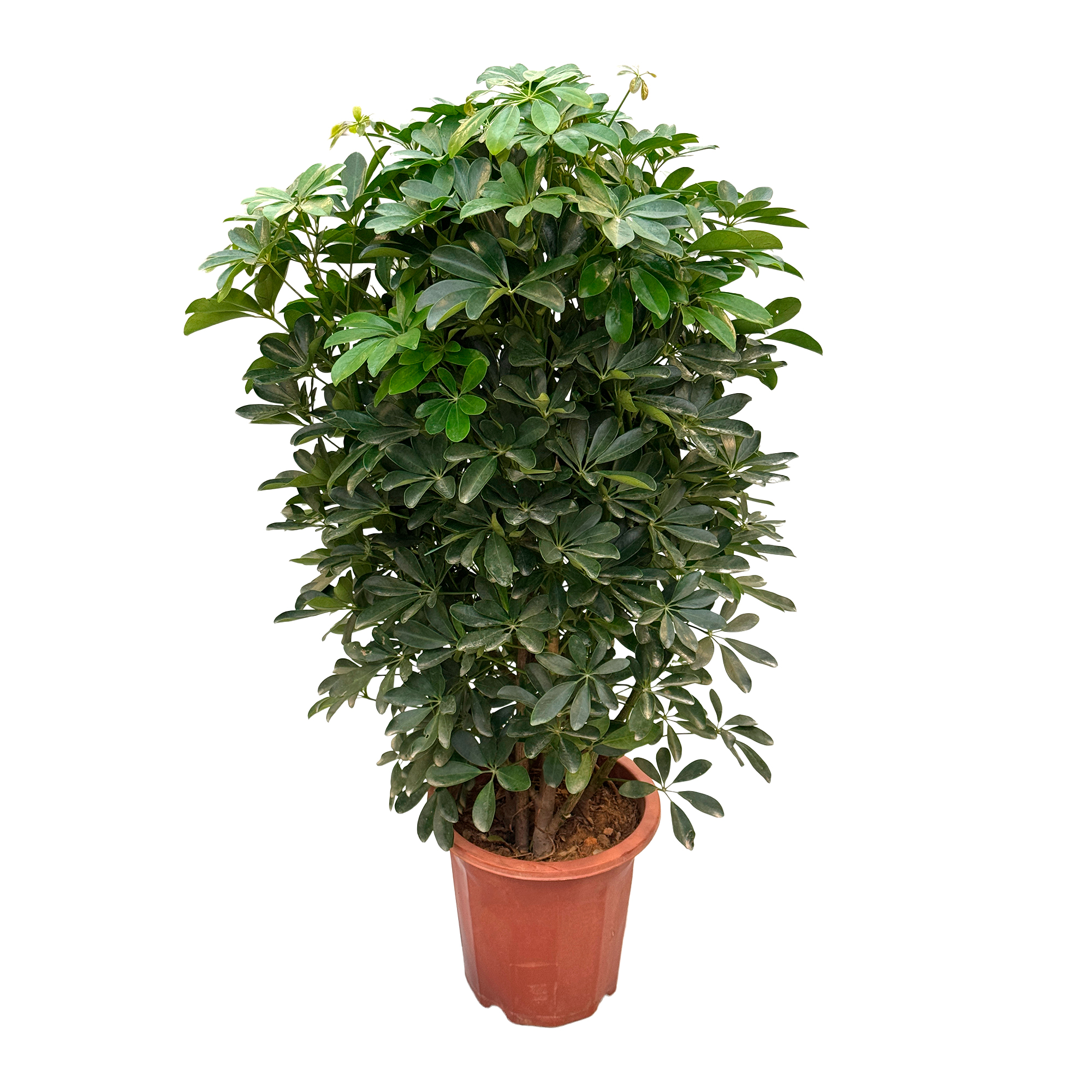 Шеффлера Нора