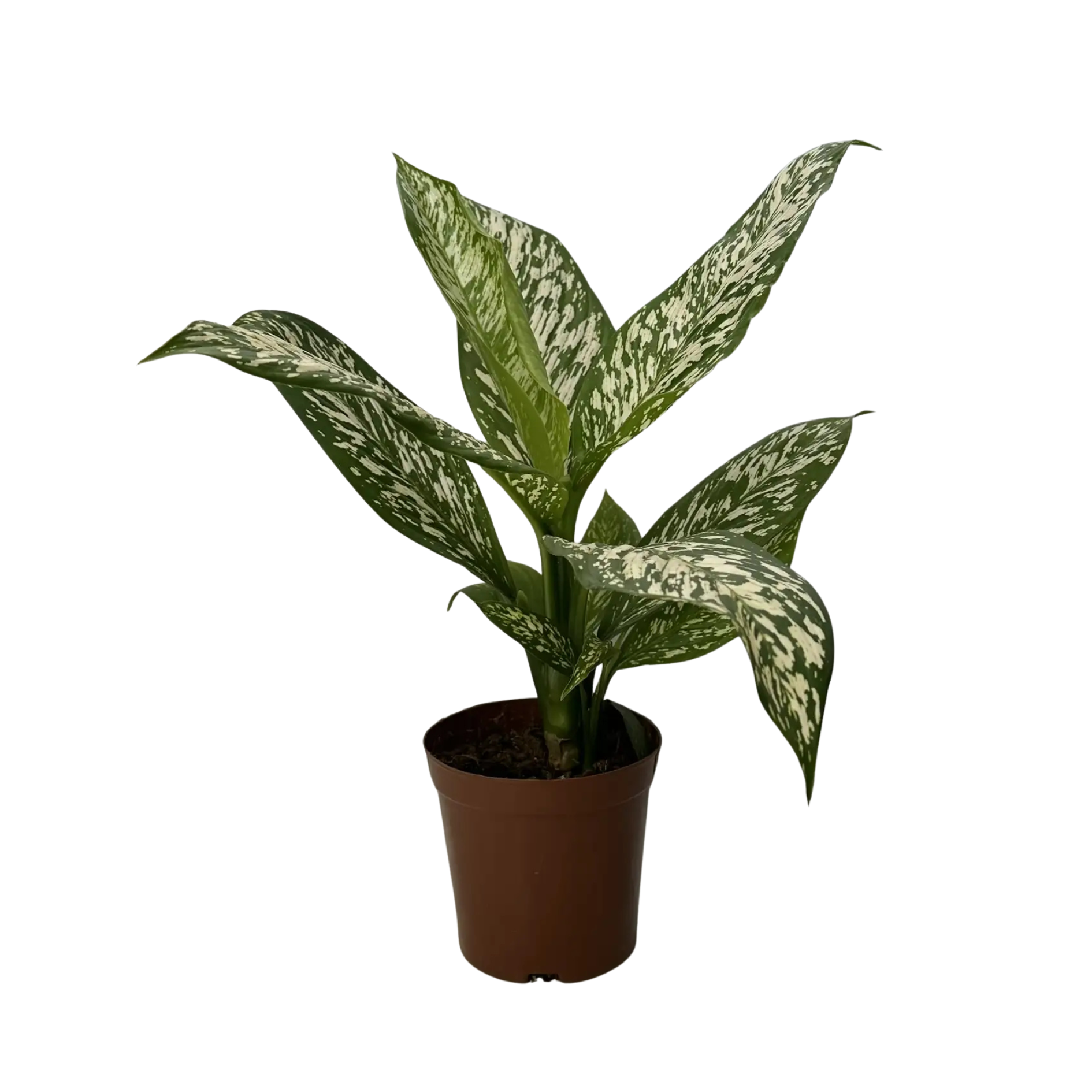 Диффенбахия Сноу Уайт