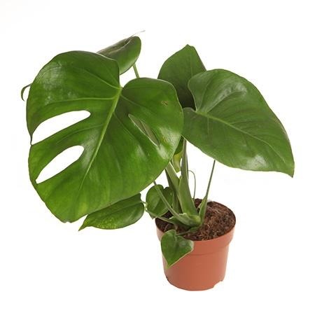 Монстера Делициоса