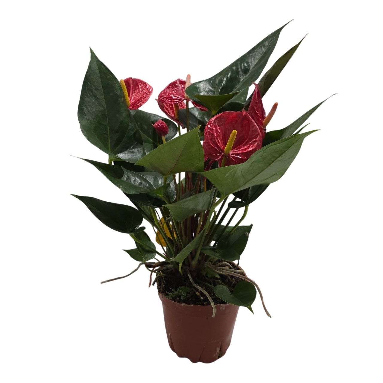 Антуриум андрианум Бамбино Ред