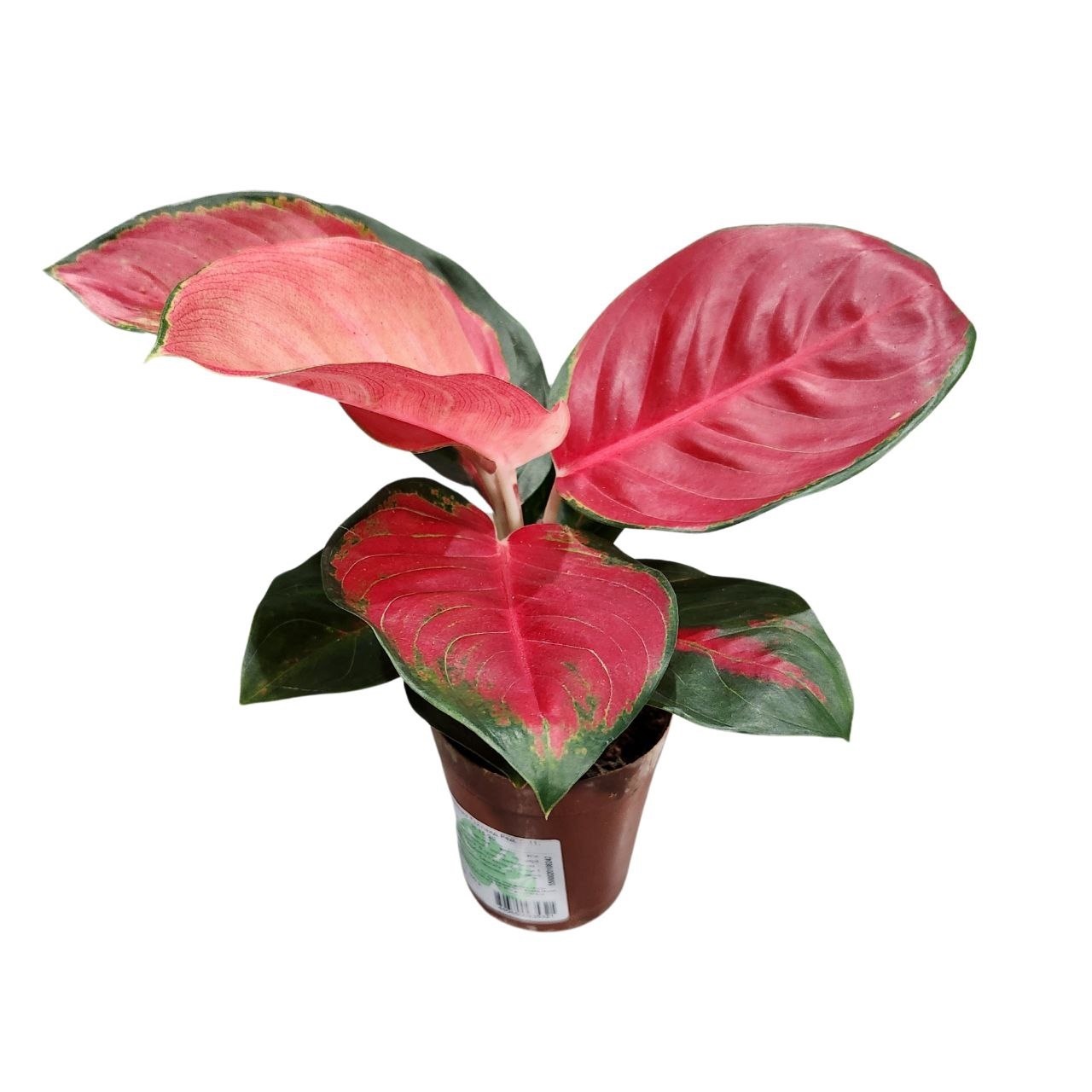 Аглаонема Таиланд Рэд