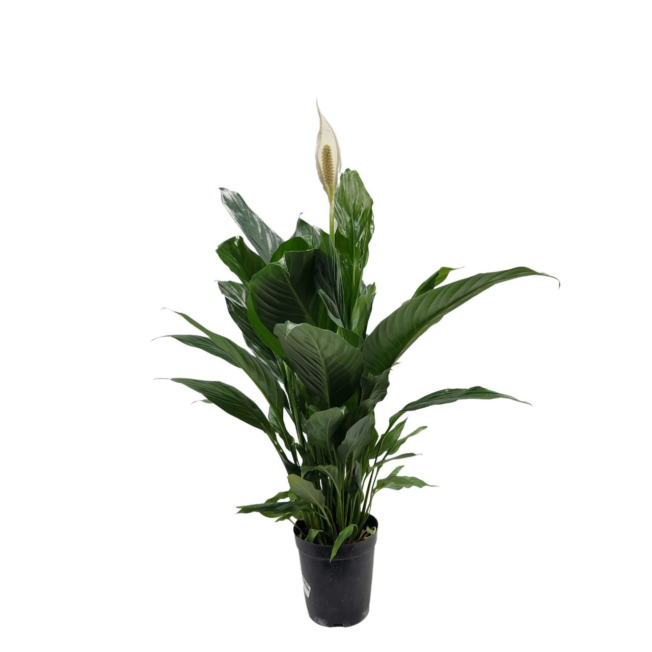 Спатифиллум Алана