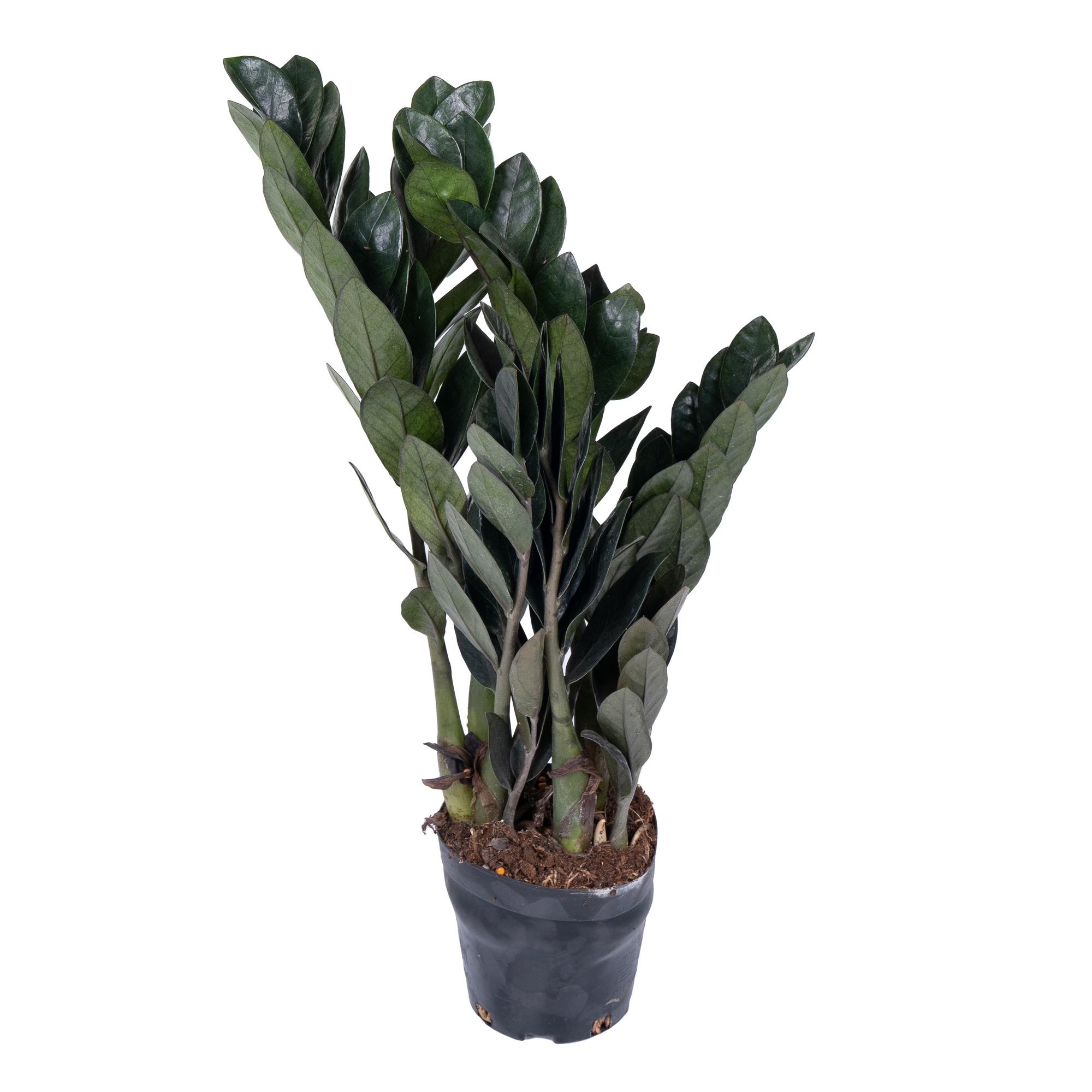 Замиокулкас Равен