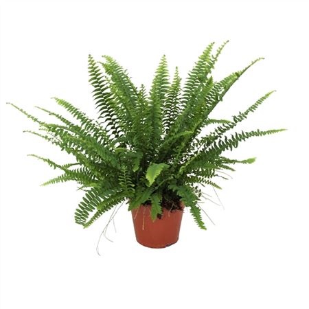 Нефролепис Грин Леди