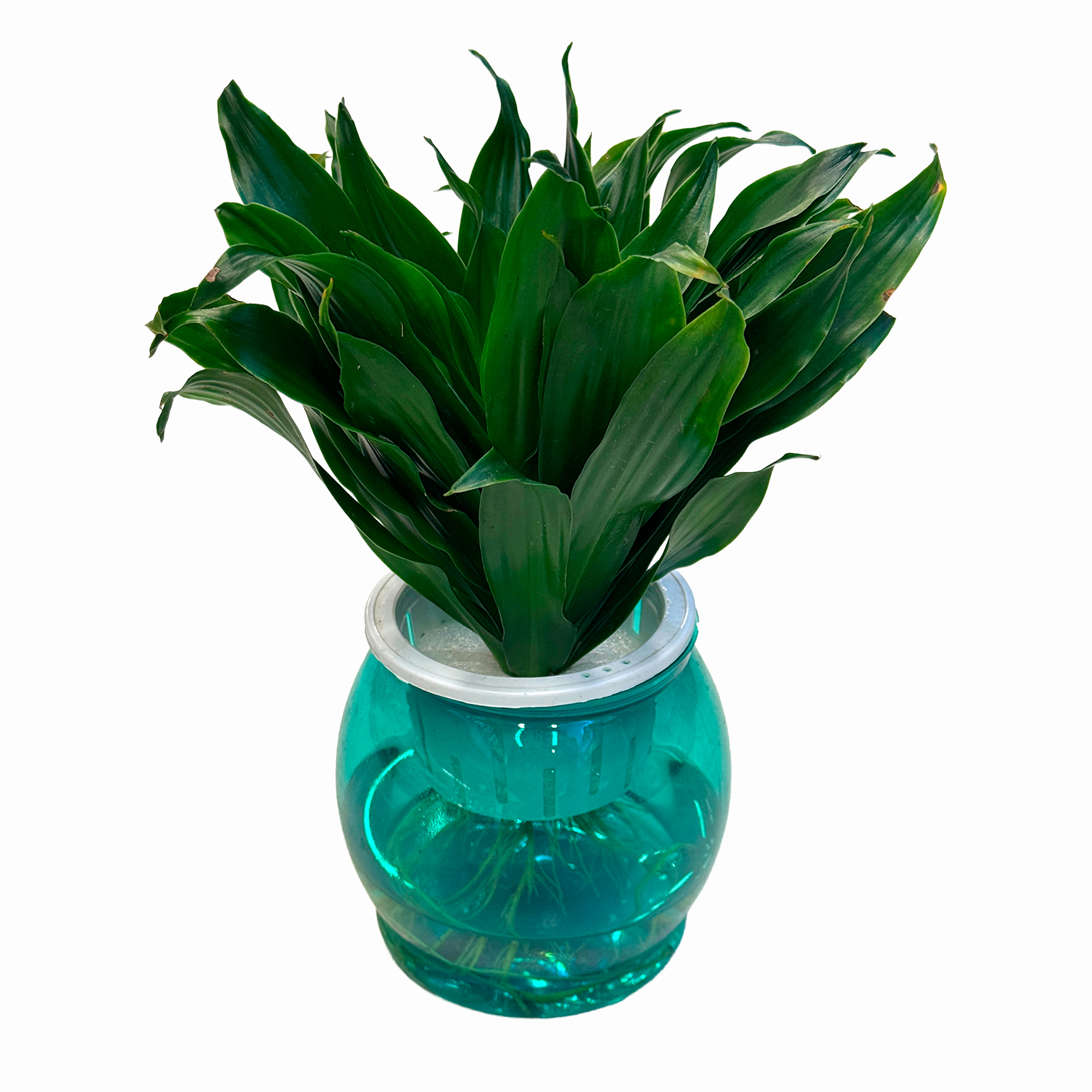 Драцена фрагранс Компакта на гидропонике