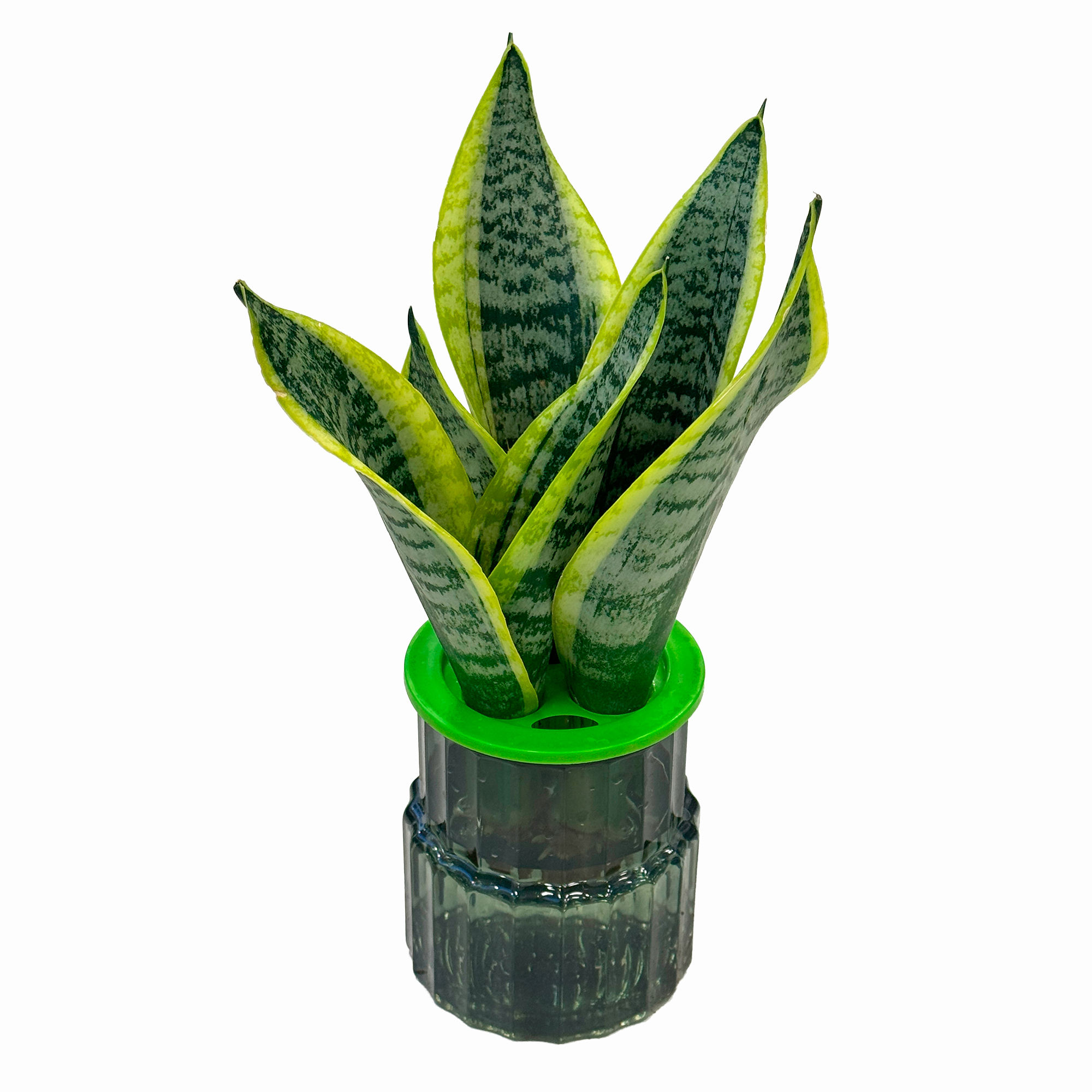 Сансевиерия Микс на гидропонике