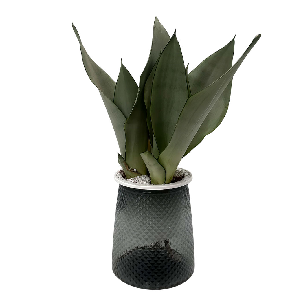 Сансевиерия Муншайн на гидропонике