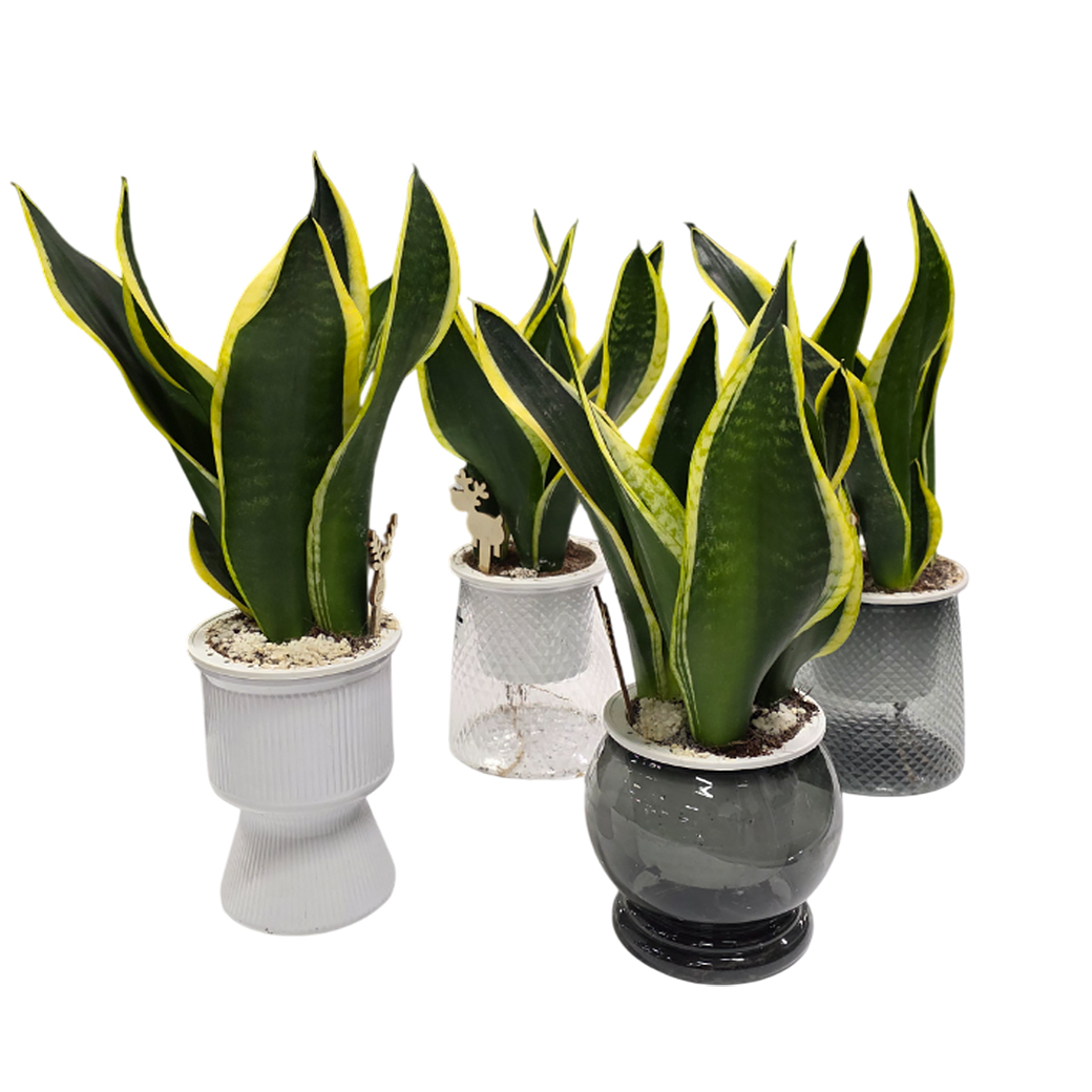 Сансевиерия Блэк Голд на гидропонике